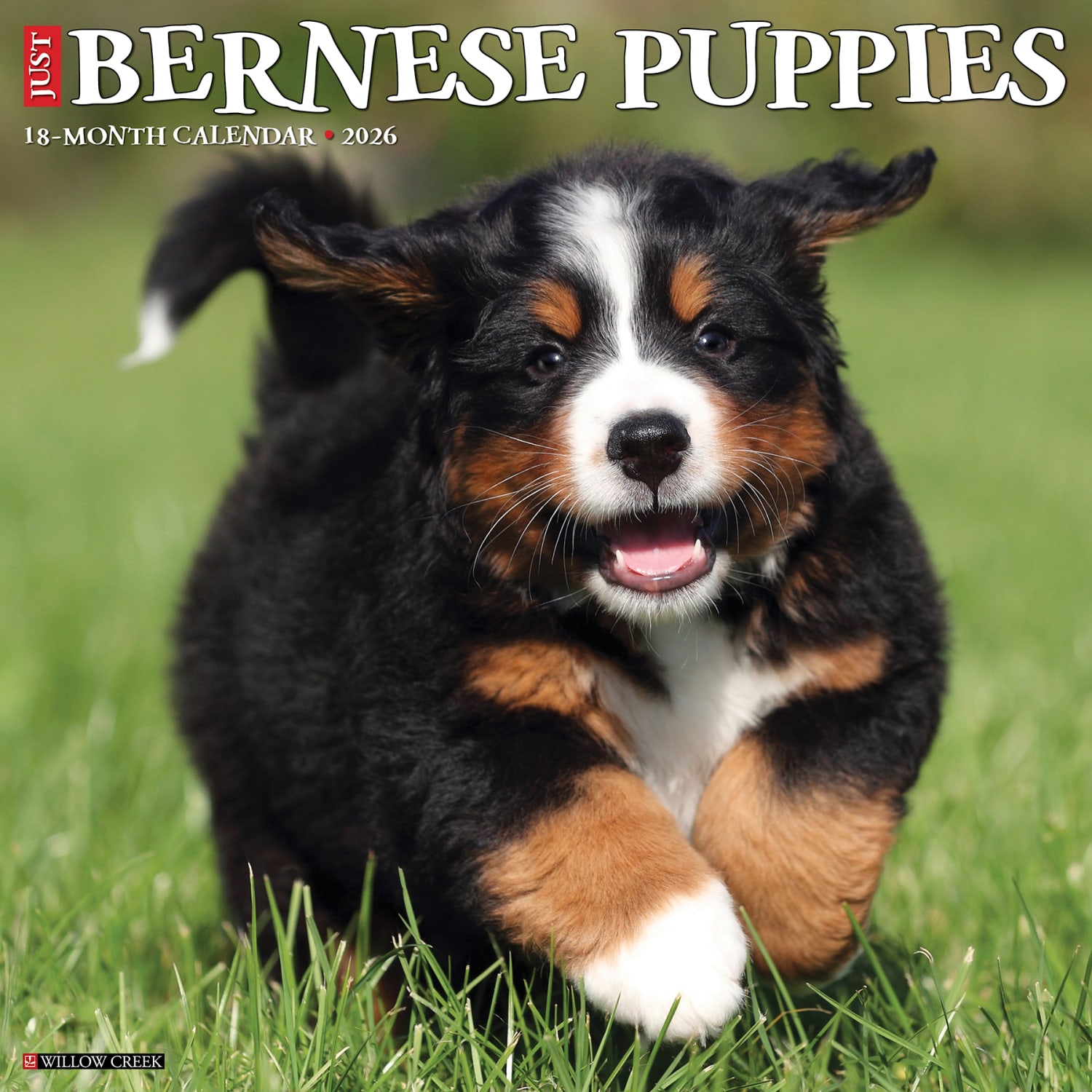 2026 Willow Creek Press Animals Monthly Wall Calendar, 12in x 12in, Bernese Mountain Puppies, January To December, 50194
