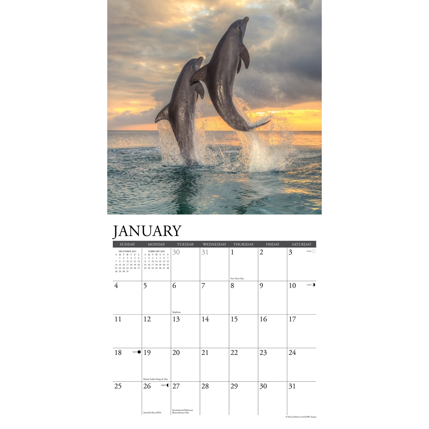 2026 Willow Creek Press Animals Monthly Wall Calendar, 12in x 12in, Dolphins, January To December, 55403 - Image 3
