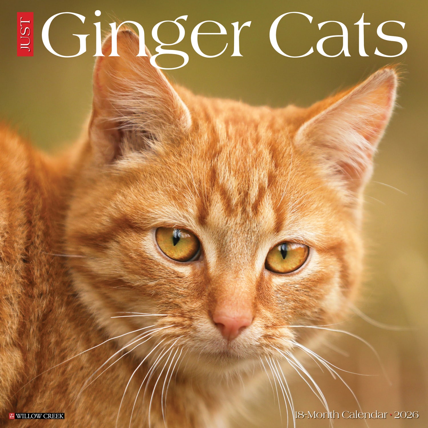 2026 Willow Creek Press Animals Monthly Wall Calendar, 12in x 12in, Ginger Cats, January To December, 51269