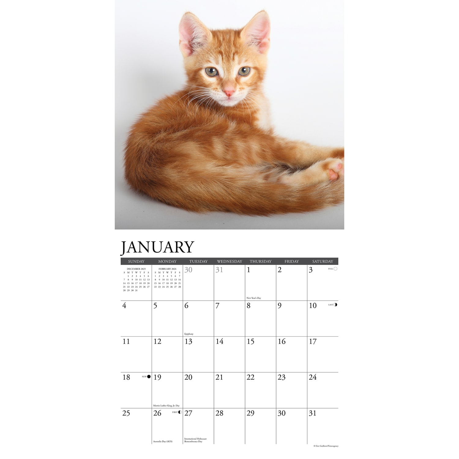 2026 Willow Creek Press Animals Monthly Wall Calendar, 12in x 12in, Ginger Cats, January To December, 51269 - Image 3