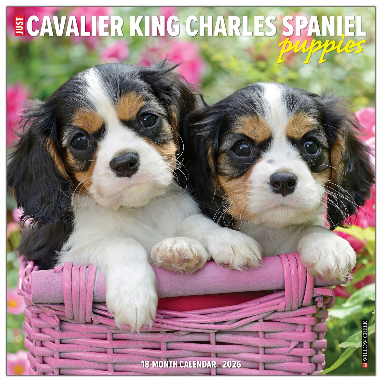 2026 Willow Creek Press Animals Monthly Wall Calendar, 12in x 12in, Cavalier King Charles Spaniel Puppies, January To December, 50644