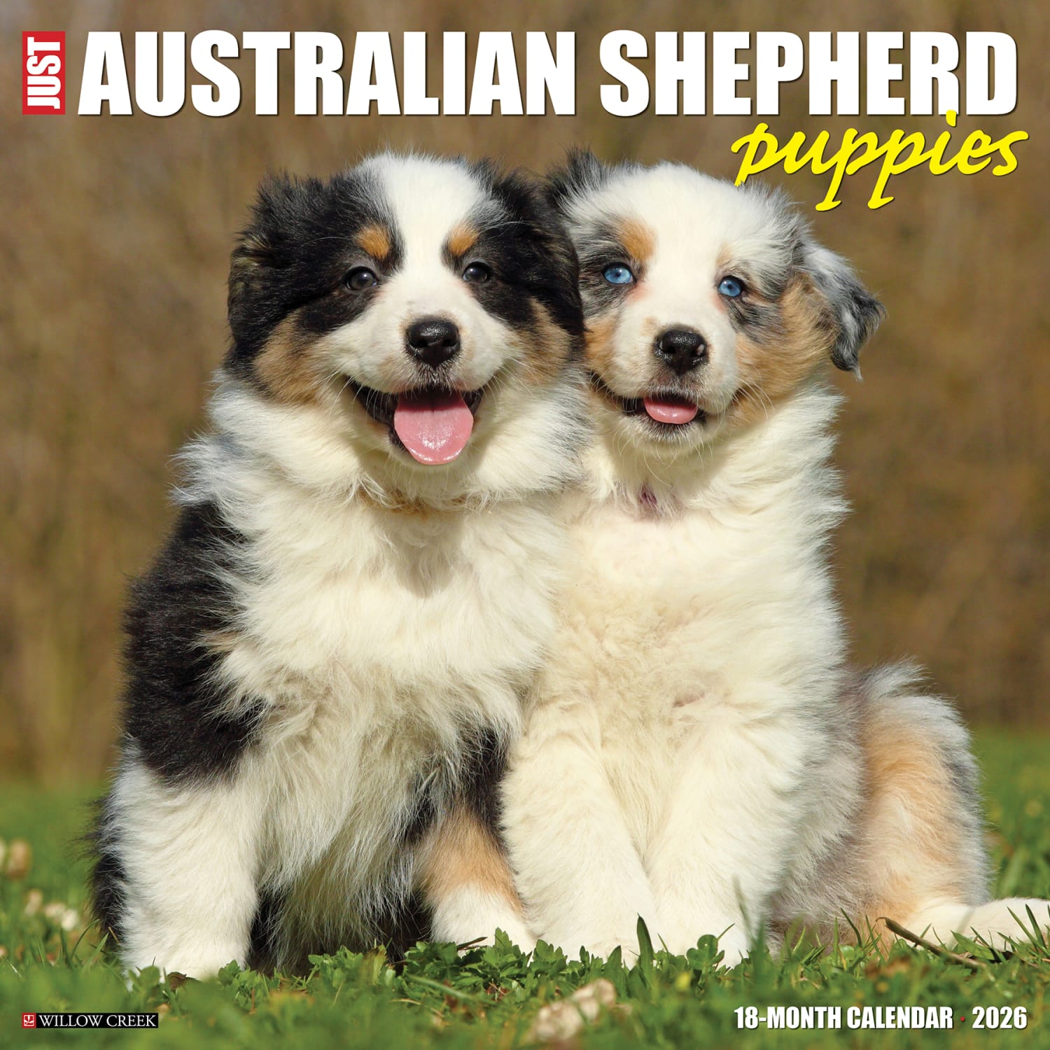 2026 Willow Creek Press Animals Monthly Wall Calendar, 12in x 12in, Australian Shepherd Puppies, January To December, 49976