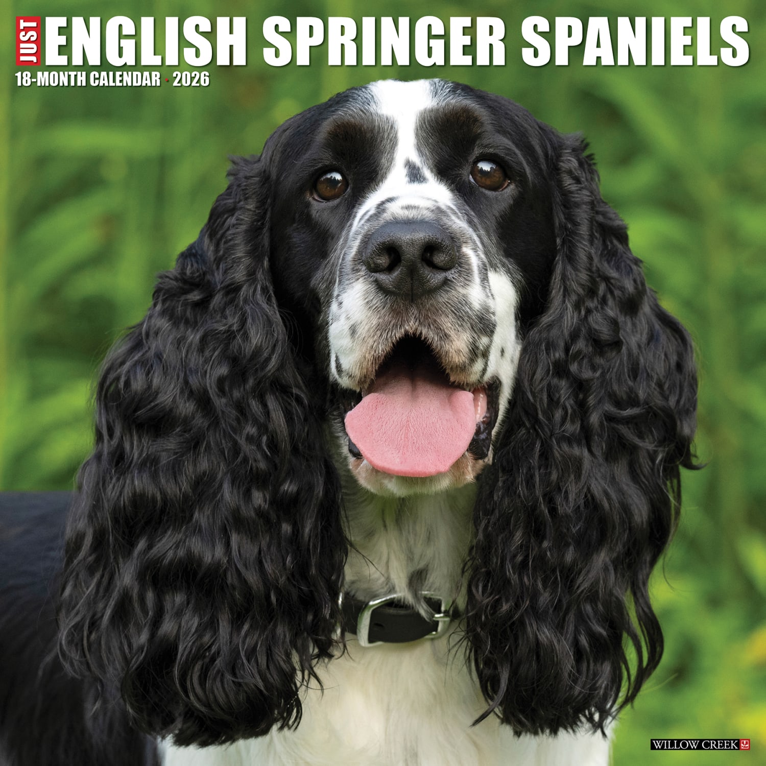 2026 Willow Creek Press Animals Monthly Wall Calendar, 12in x 12in, English Springer Spaniels, January To December, 51047