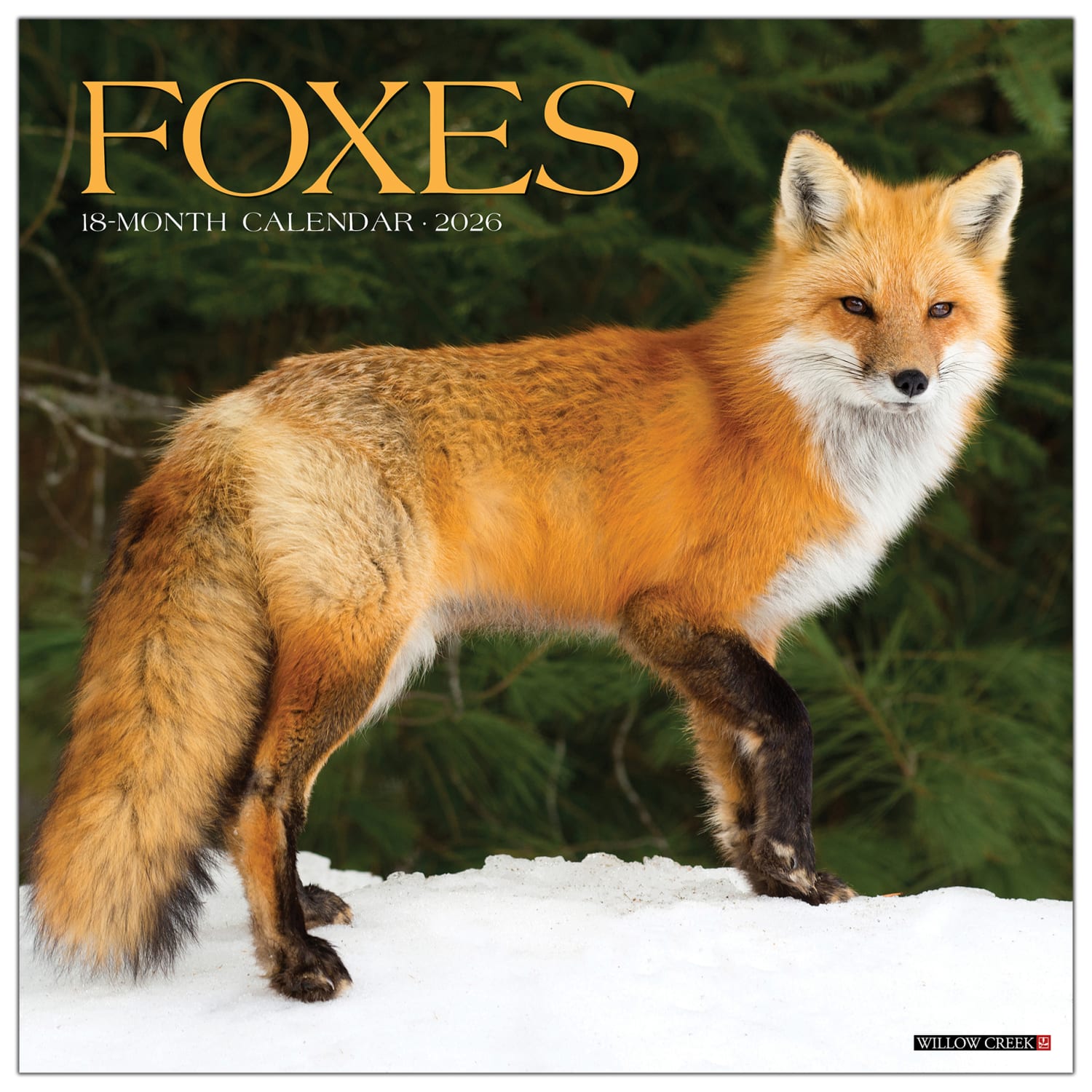 2026 Willow Creek Press Animals Monthly Wall Calendar, 12in x 12in, Foxes, January To December, 51146