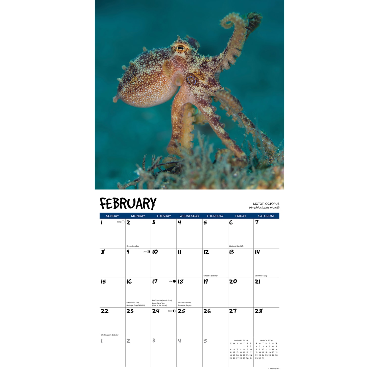 2026 Willow Creek Press Animals Monthly Wall Calendar, 12in x 12in, Octopus, January To December, 56028 - Image 3