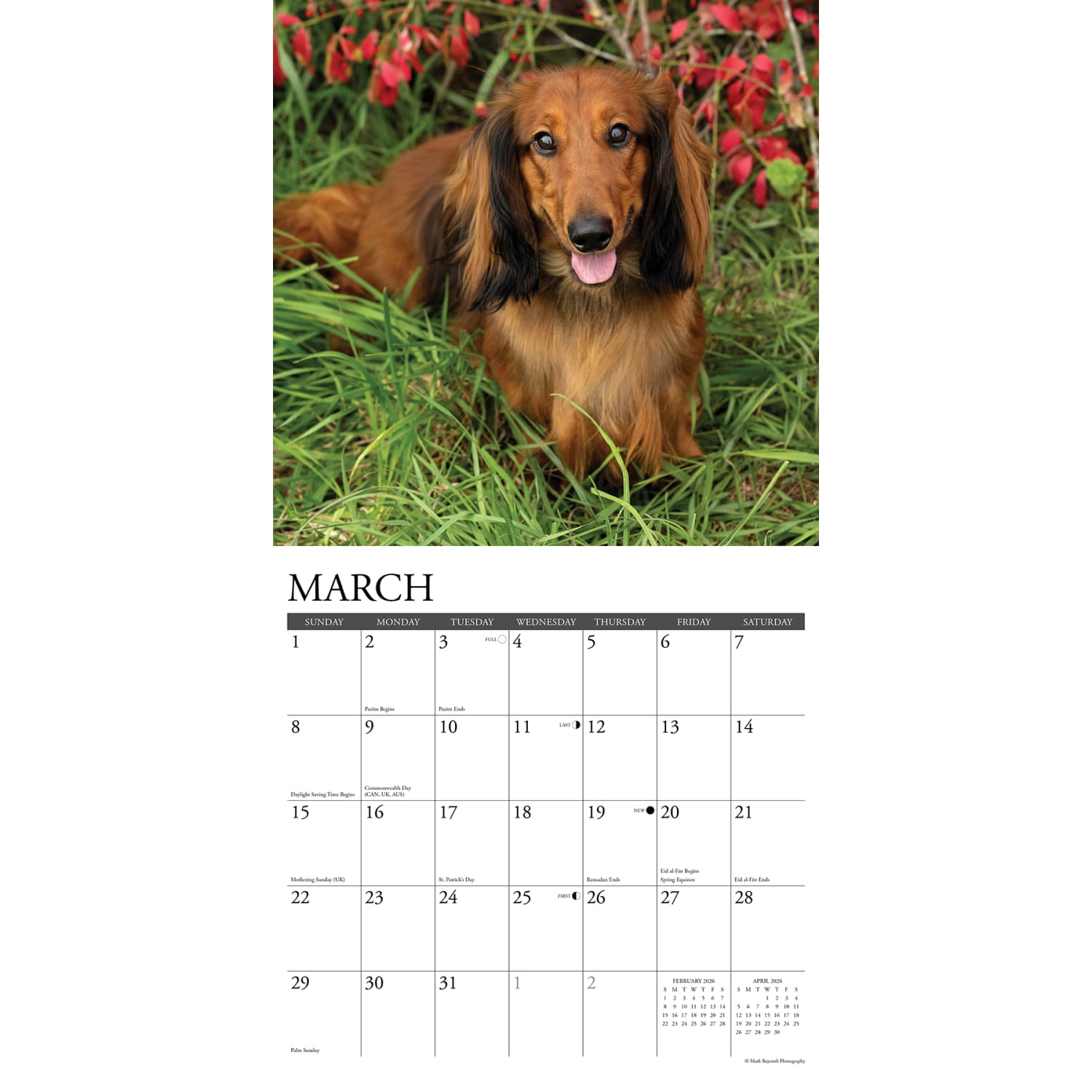 2026 Willow Creek Press Animals Monthly Wall Calendar, 12in x 12in, Dachshunds, January To December, 50941 - Image 3