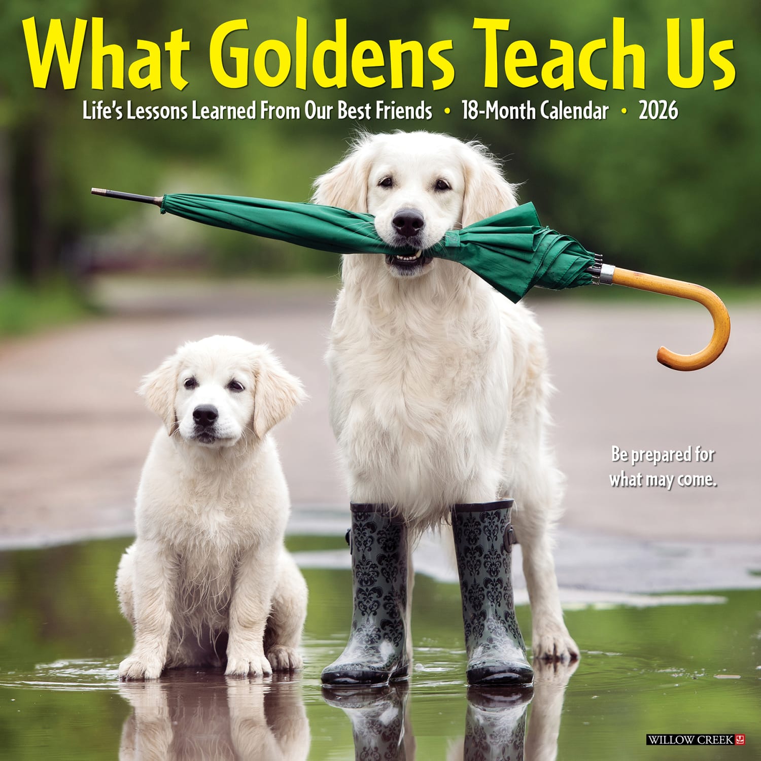 2026 Willow Creek Press Animals Monthly Wall Calendar, 12in x 12in, What Goldens Teach Us, January To December, 53188