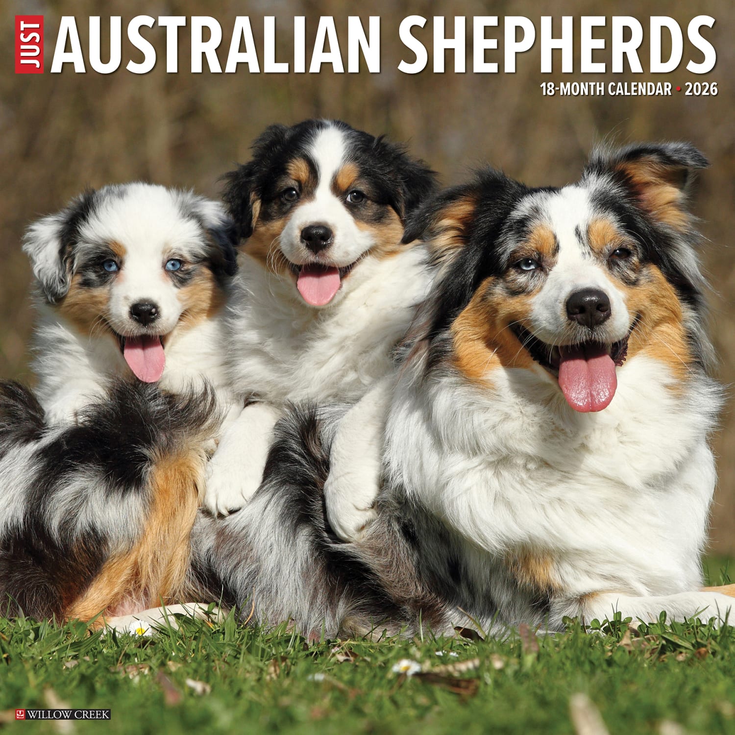 2026 Willow Creek Press Animals Monthly Wall Calendar, 12in x 12in, Australian Shepherds, January To December, 49983