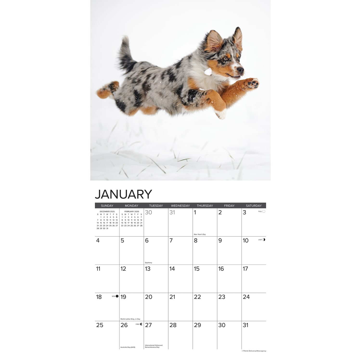 2026 Willow Creek Press Animals Monthly Wall Calendar, 12in x 12in, Australian Shepherds, January To December, 49983 - Image 3