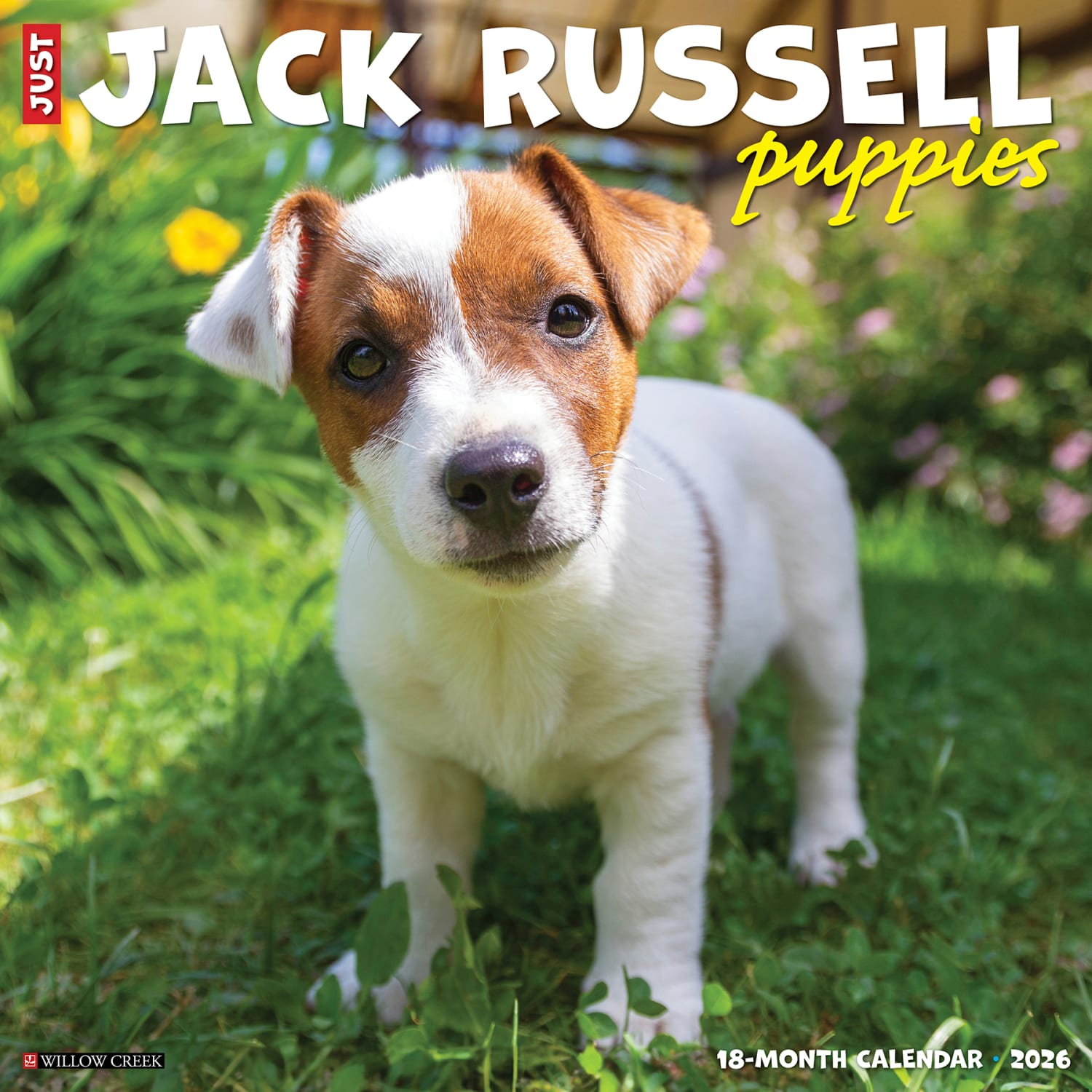 2026 Willow Creek Press Animals Monthly Wall Calendar, 12in x 12in, Jack Russell Puppies, January To December, 51610 - Image 3