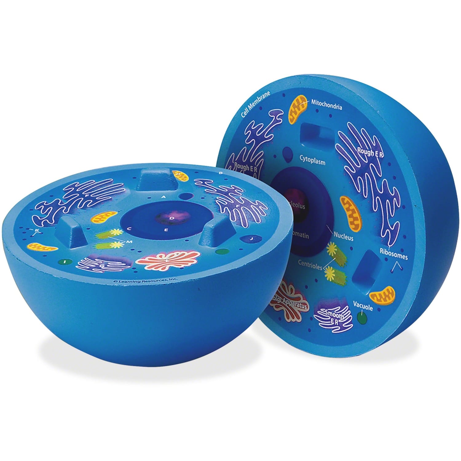 Learning Resources Animal Cell Cross Section Model, 6in x 5 1/2in, Grades 6 - 12 - Image 4