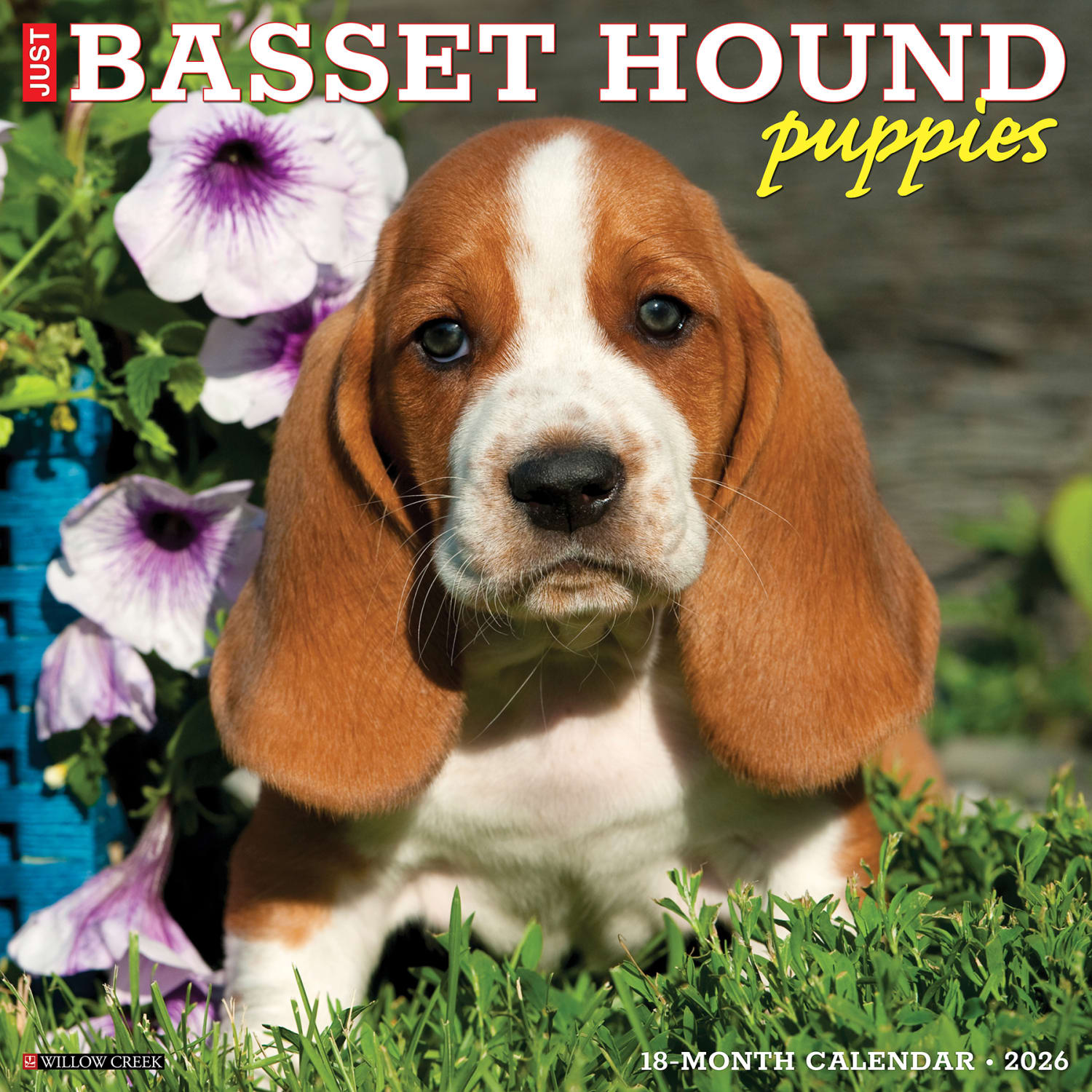 2026 Willow Creek Press Animals Monthly Wall Calendar, 12in x 12in, Basset Hound Puppies, January To December, 50088