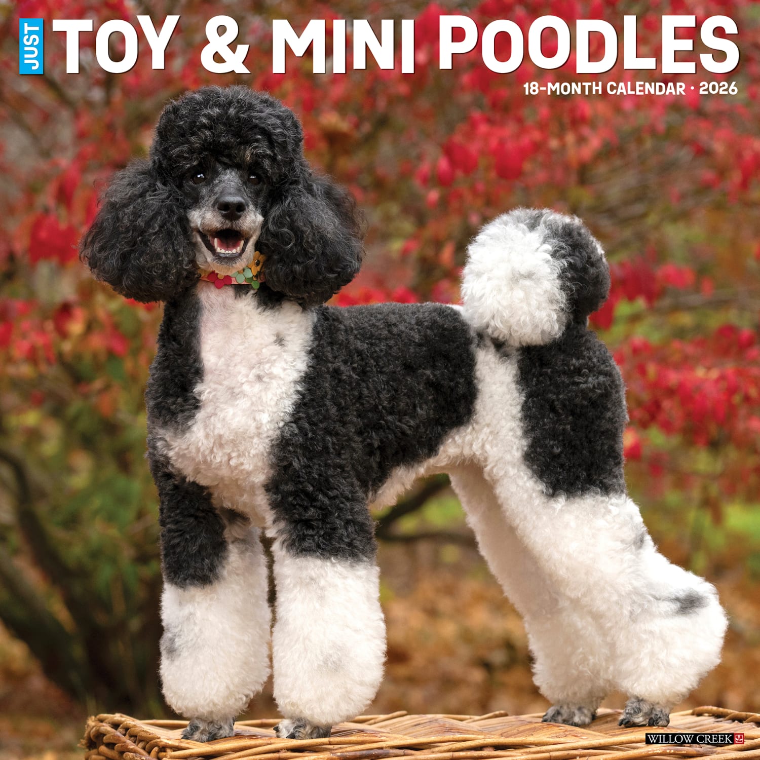 2026 Willow Creek Press Animals Monthly Wall Calendar, 12in x 12in, Toy & Miniature Poodles, January To December, 55588 - Image 3