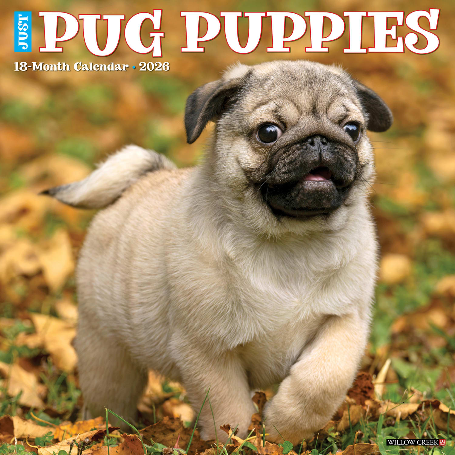2026 Willow Creek Press Animals Monthly Wall Calendar, 12in x 12in, Pug Puppies, January To December, 52495