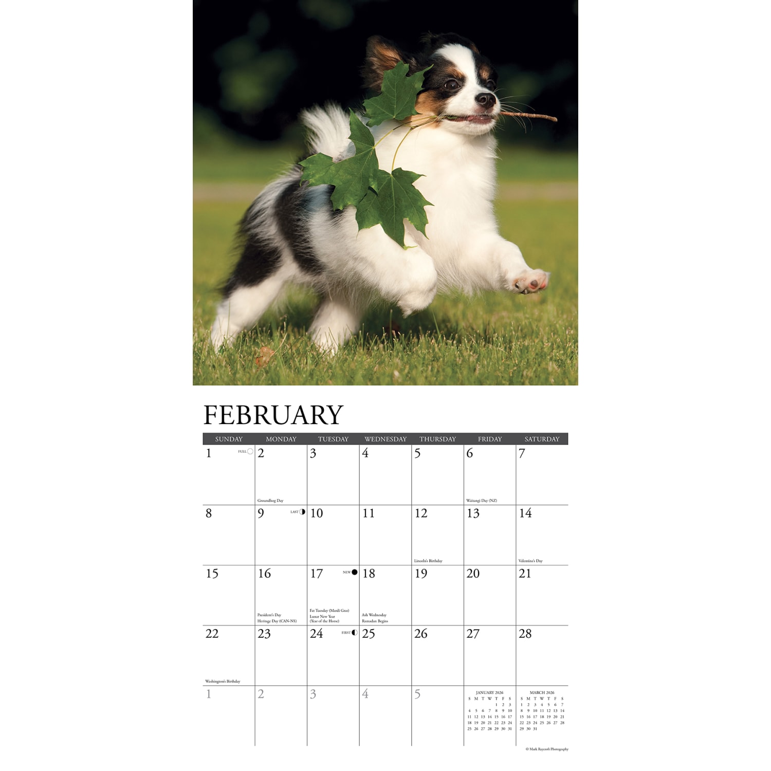 2026 Willow Creek Press Animals Monthly Wall Calendar, 12in x 12in, Papillons, January To December, 52303 - Image 3