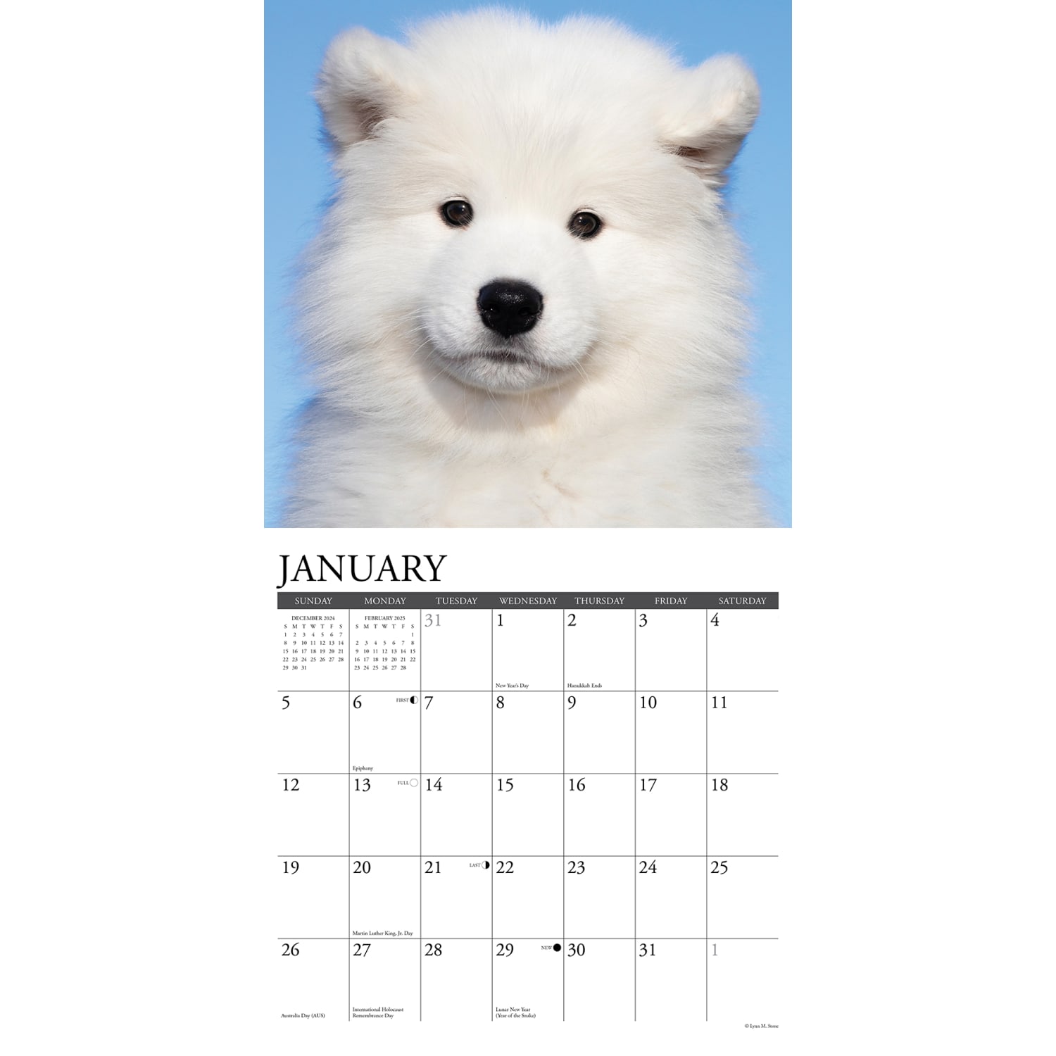 2025 Willow Creek Press Animals Monthly Wall Calendar, 12in x 12in, Samoyeds, January To December, 44735 - Image 3