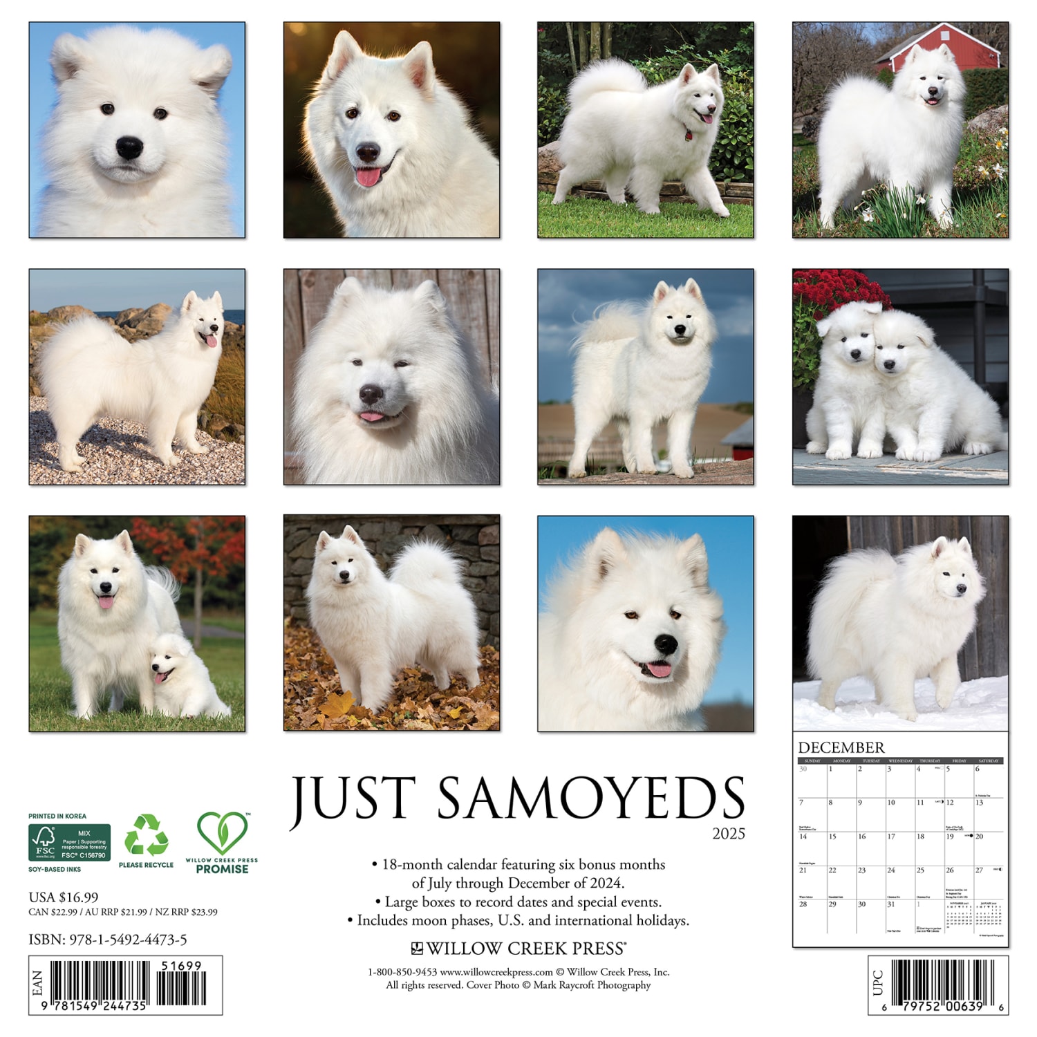 2025 Willow Creek Press Animals Monthly Wall Calendar, 12in x 12in, Samoyeds, January To December, 44735 - Image 6