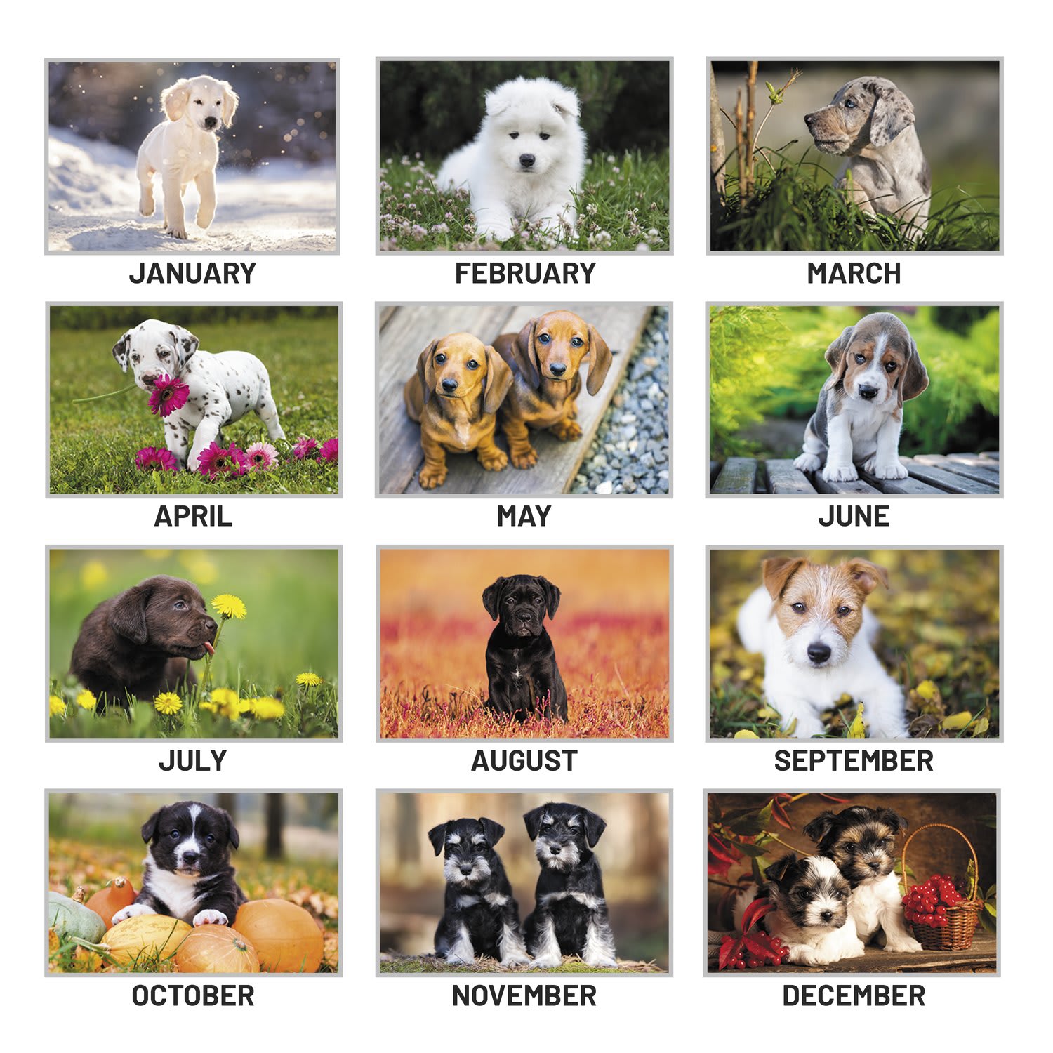 AT-A-GLANCE 2027 Puppies Monthly Wall Calendar, Large, 15 1/2in x 22 3/4in - Image 5