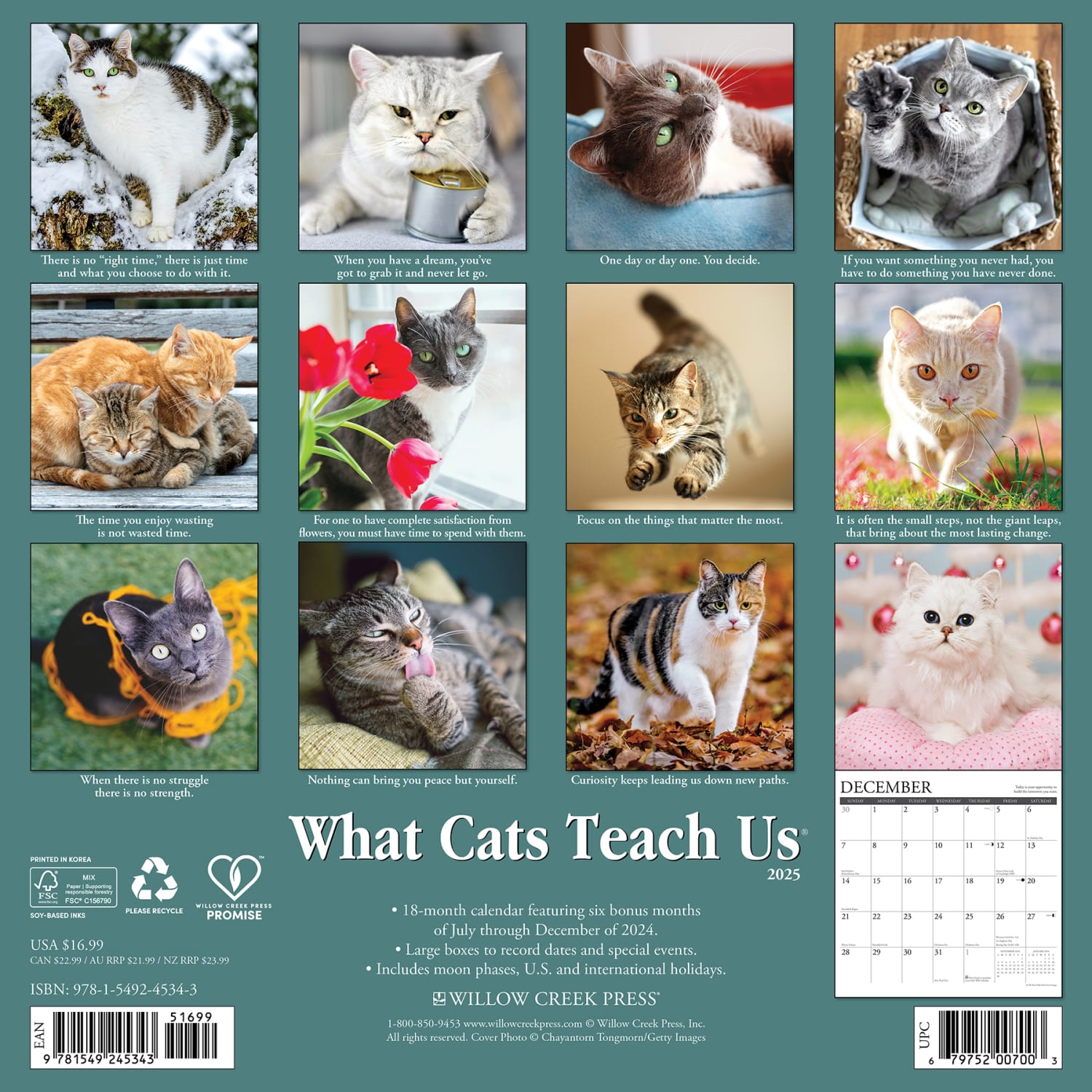 2025 Willow Creek Press Animals Monthly Wall Calendar, 12in x 12in, What Cats Teach Us, January To December, 45343 - Image 6