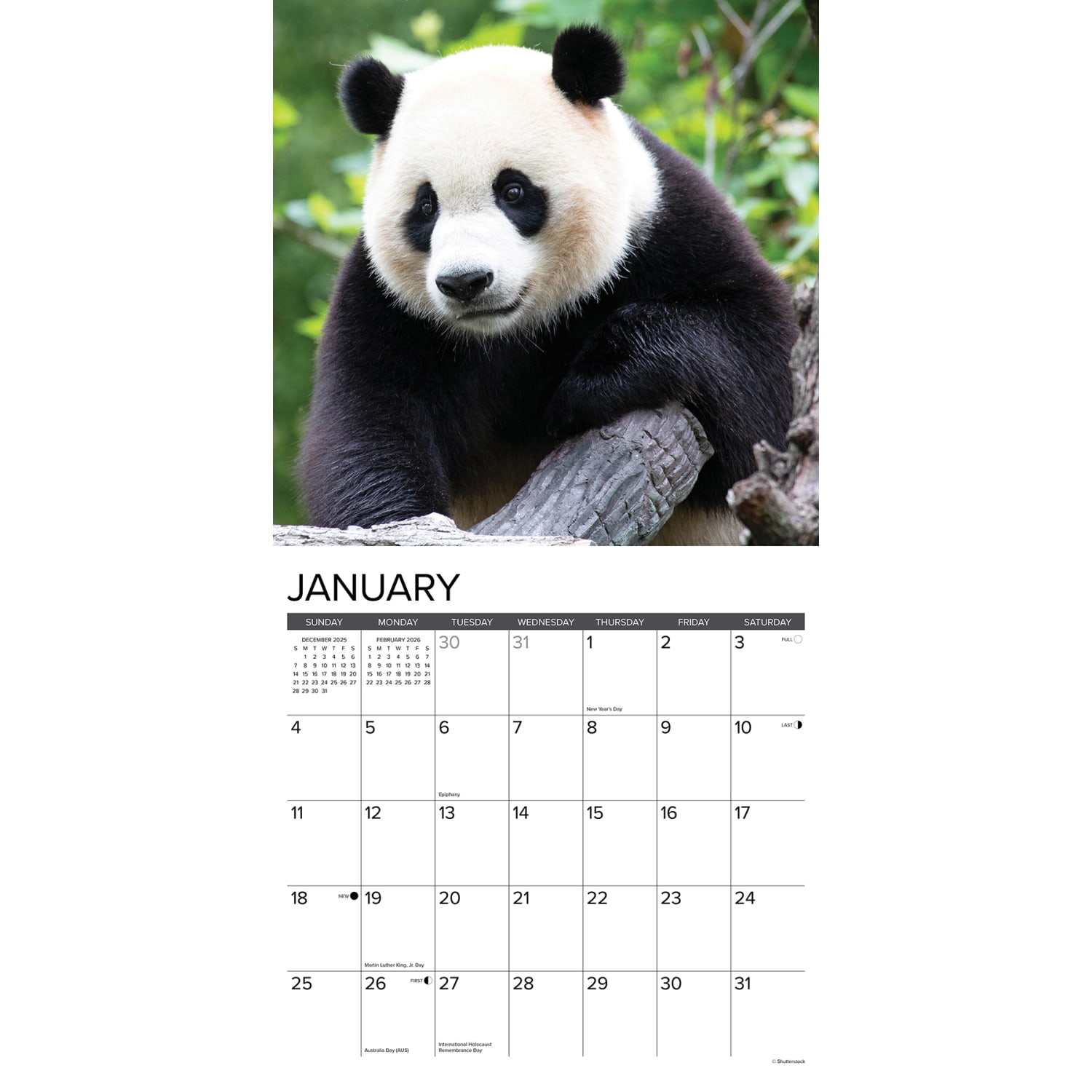 2026 Willow Creek Press Animals Monthly Wall Calendar, 12in x 12in, Pandas, January To December, 56042 - Image 3
