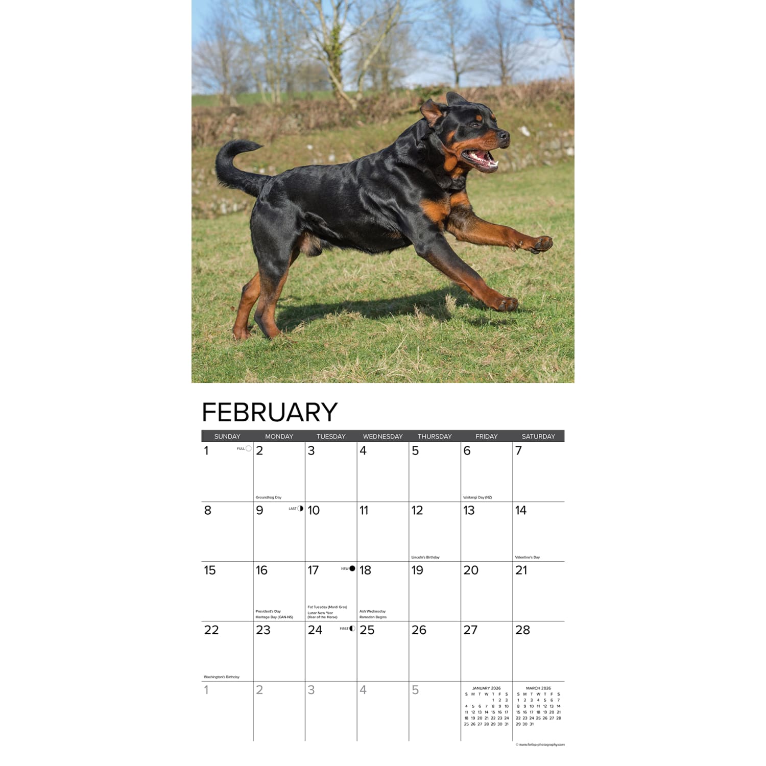 2026 Willow Creek Press Animals Monthly Wall Calendar, 12in x 12in, Rottweilers, January To December, 52617 - Image 3