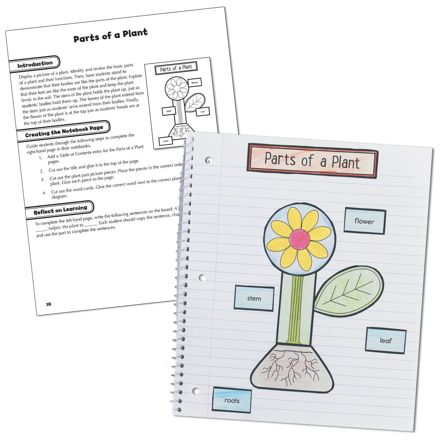 Carson-Dellosa Interactive Notebooks: Science, Grade 1 - Image 3