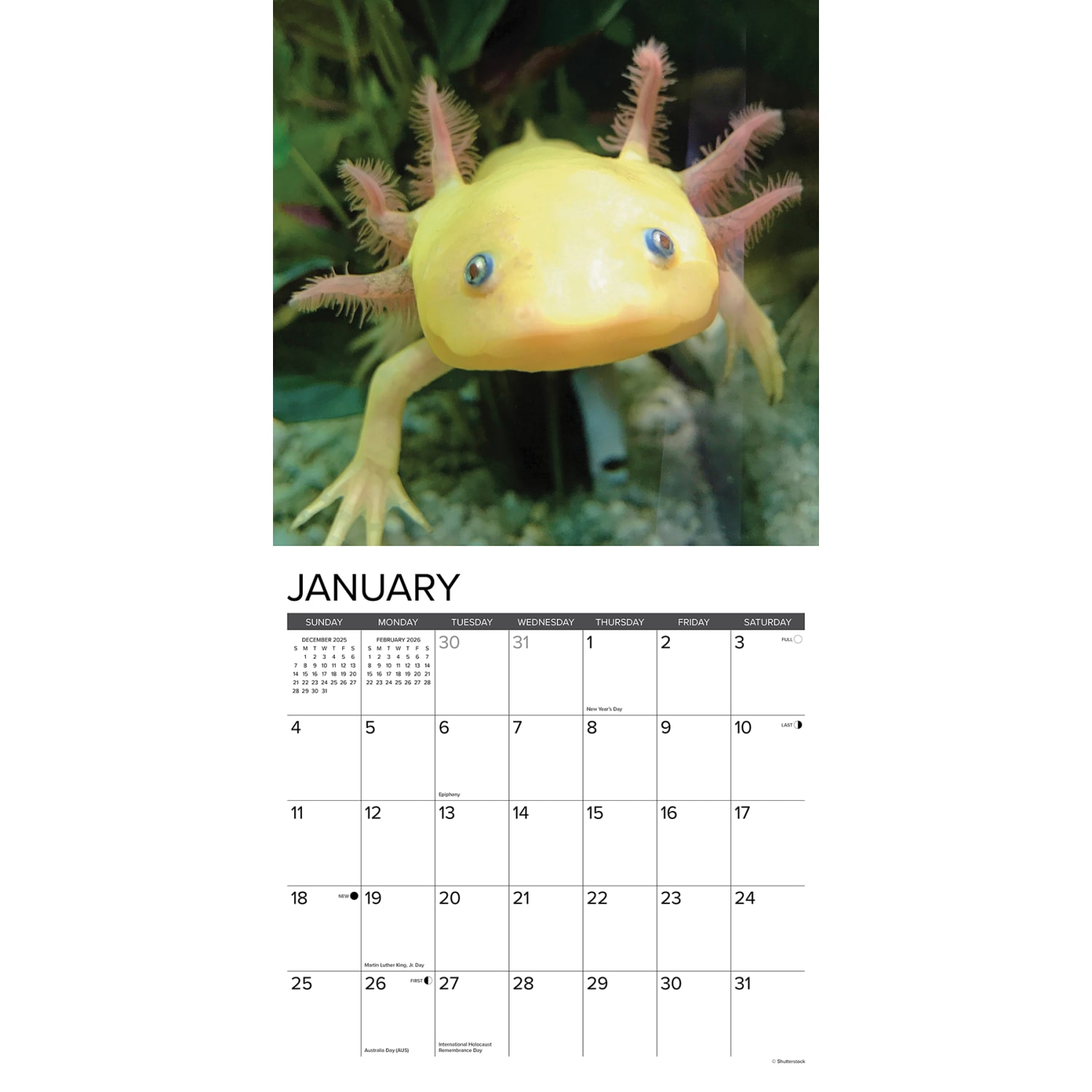 2026 Willow Creek Press Animals Monthly Wall Calendar, 12in x 12in, Axolotls, January To December, 49990 - Image 3