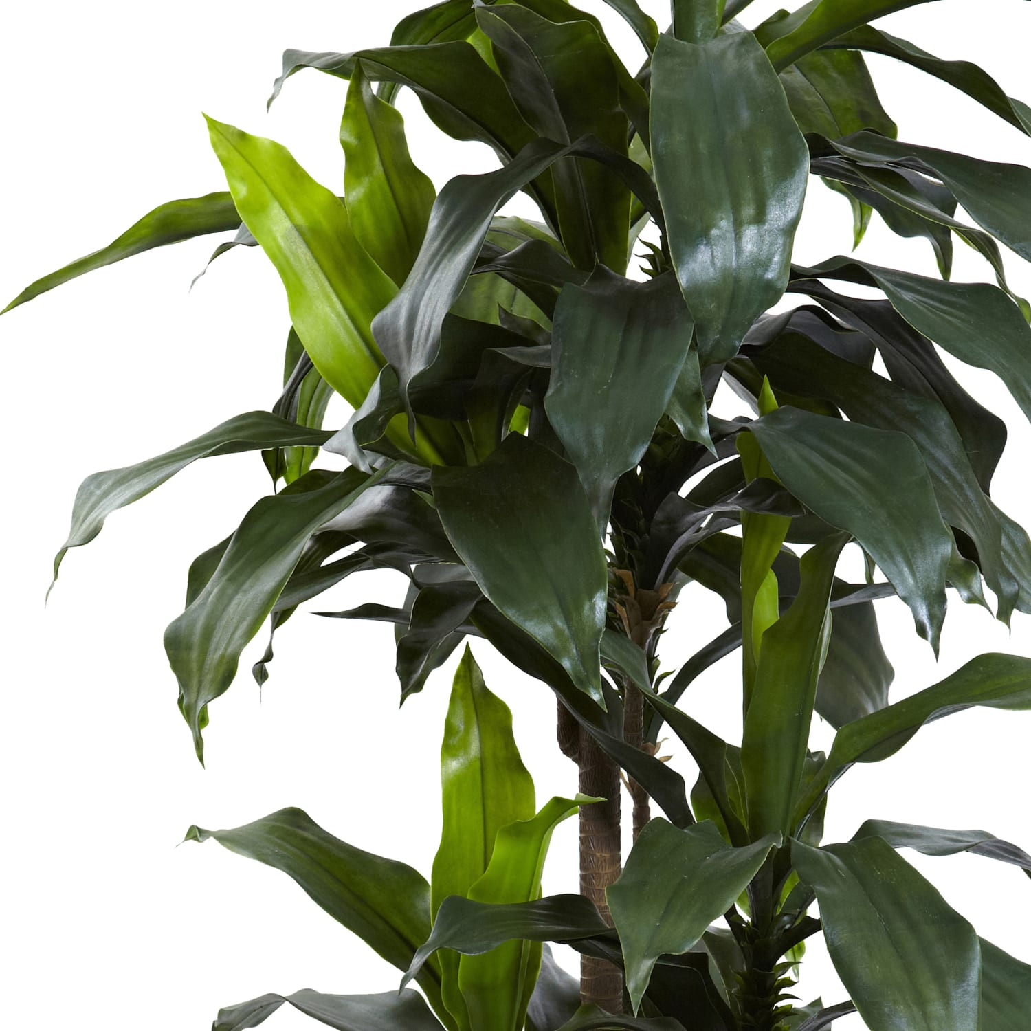 Nearly Natural Dracaena 60inH Plastic UV Resistant Indoor/Outdoor Tree With Pot, 60inH x 31inW x 27inD, Green - Image 3