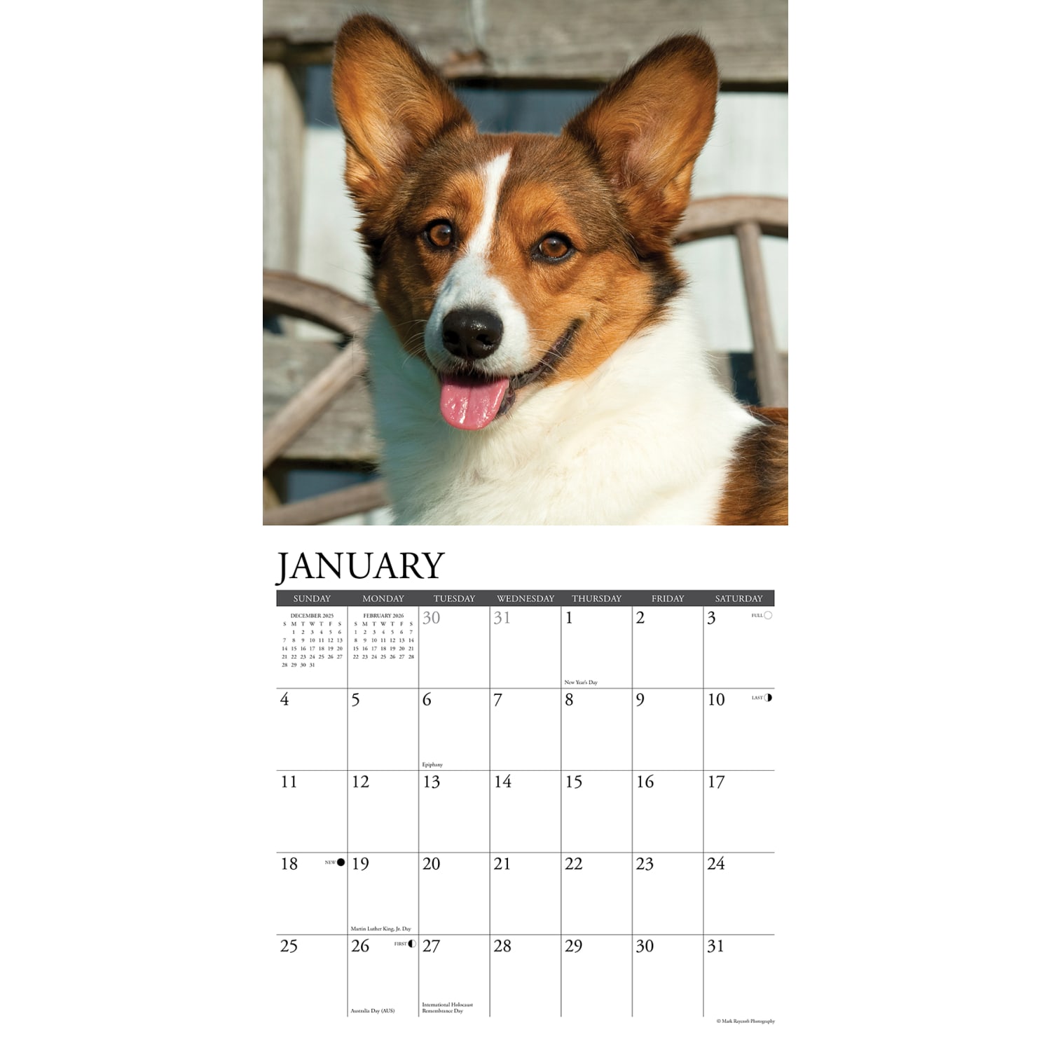 2026 Willow Creek Press Animals Monthly Wall Calendar, 12in x 12in, Corgis, January To December, 50835 - Image 3