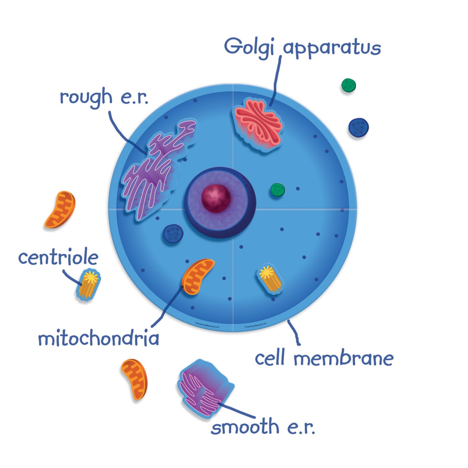 Learning Resources Giant Magnetic Animal Cells - Image 3