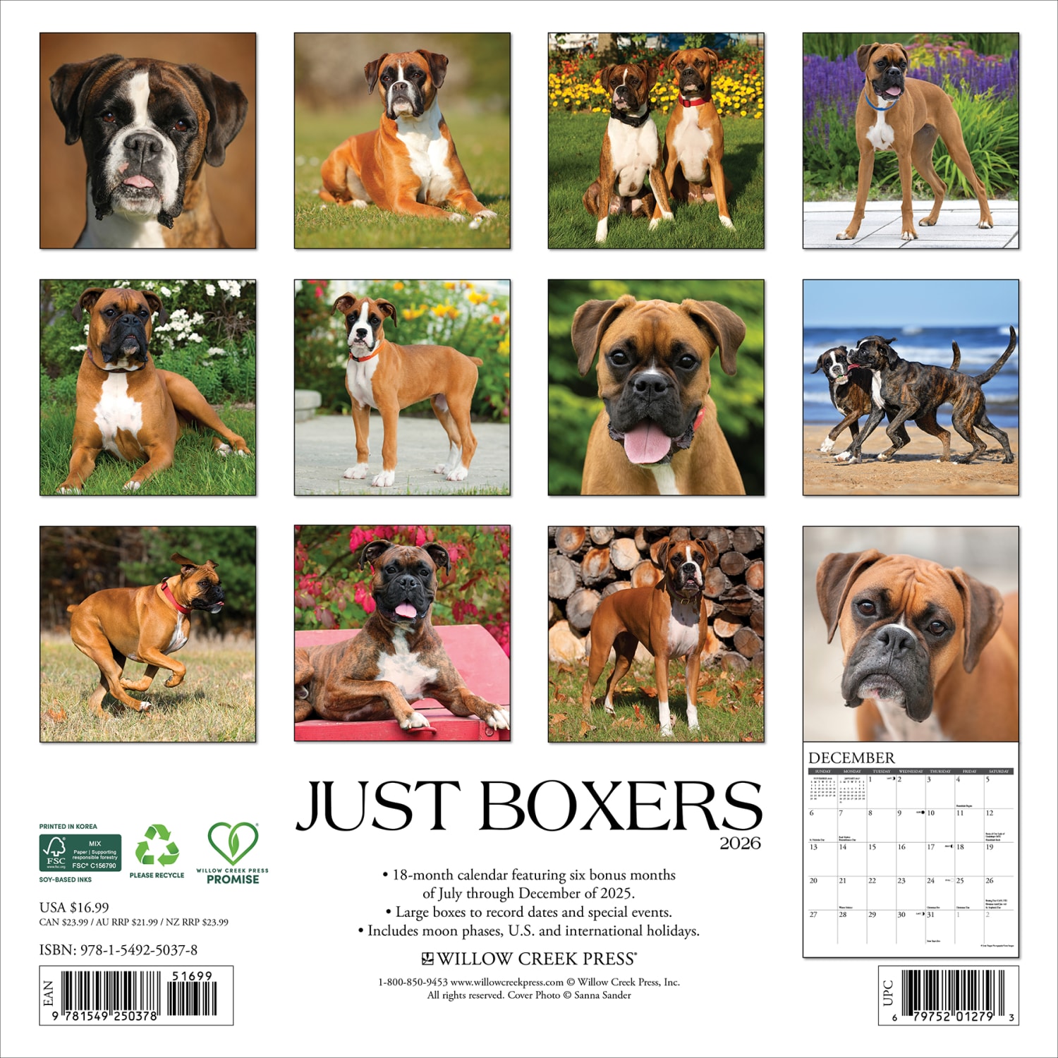 2026 Willow Creek Press Animals Monthly Wall Calendar, 12in x 12in, Boxers, January To December, 50378 - Image 6