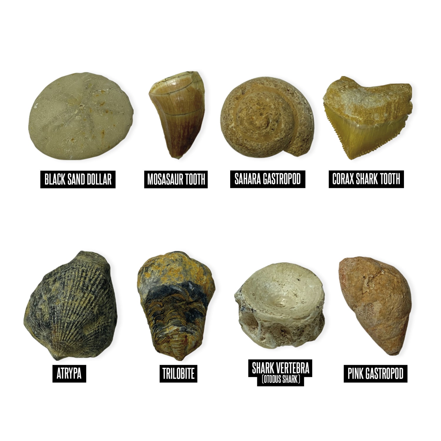 Educational Insights Geosafari Jr. Fossil Excavation Kit - Image 4