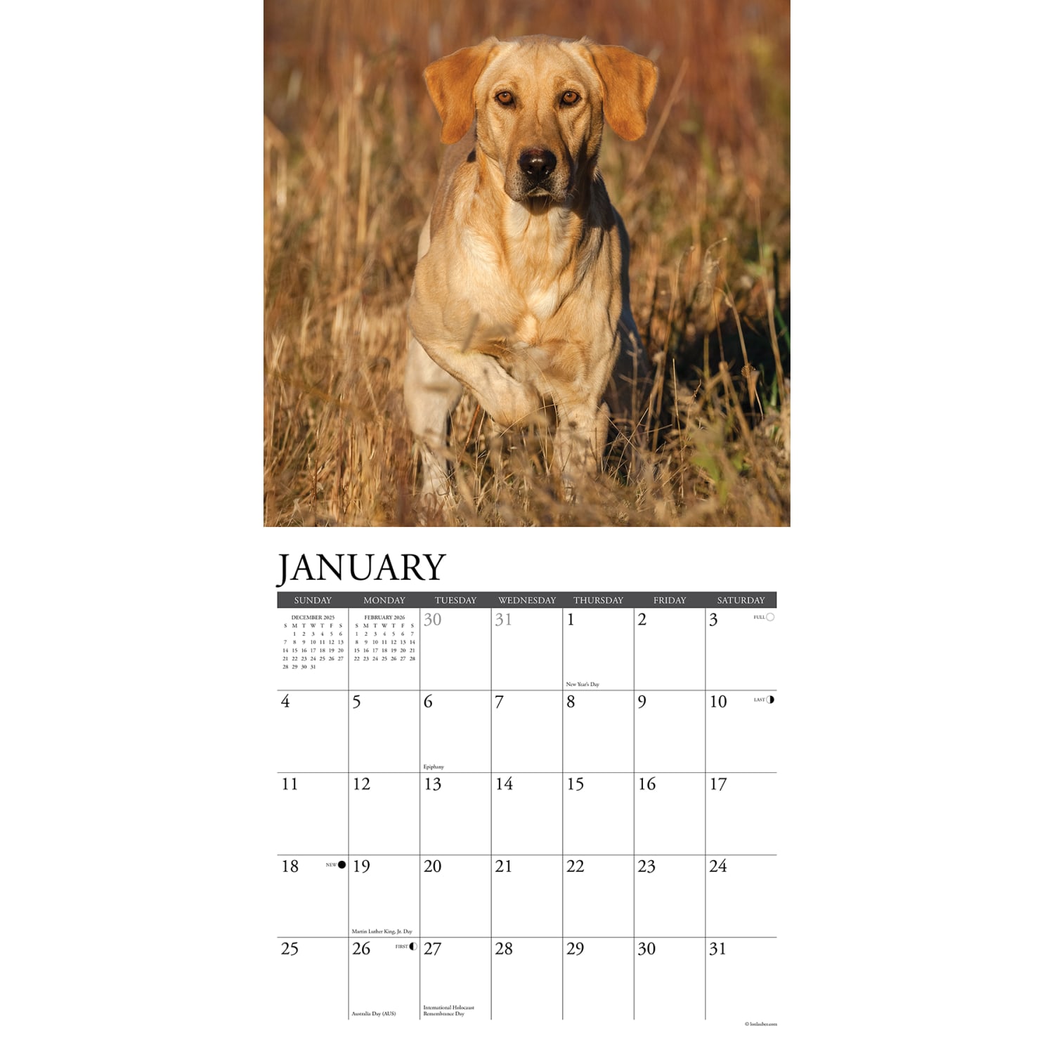 2026 Willow Creek Press Animals Monthly Wall Calendar, 12in x 12in, Yellow Labs, January To December, 53355 - Image 3