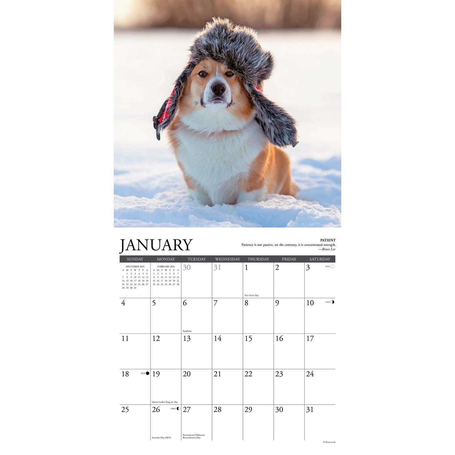 2026 Willow Creek Press Animals Monthly Wall Calendar, 12in x 12in, Corgi Rules, January To December, 50828 - Image 3