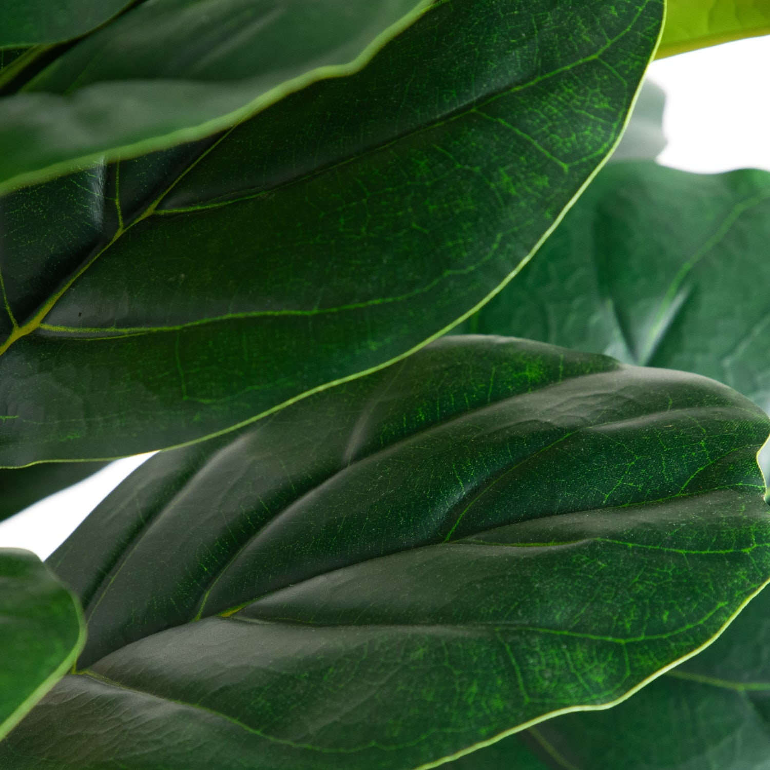 Nearly Natural 6'H Artificial Fiddle Leaf Tree With Decorative Planter, 72inH x 21inW x 21inD, Green/White - Image 4
