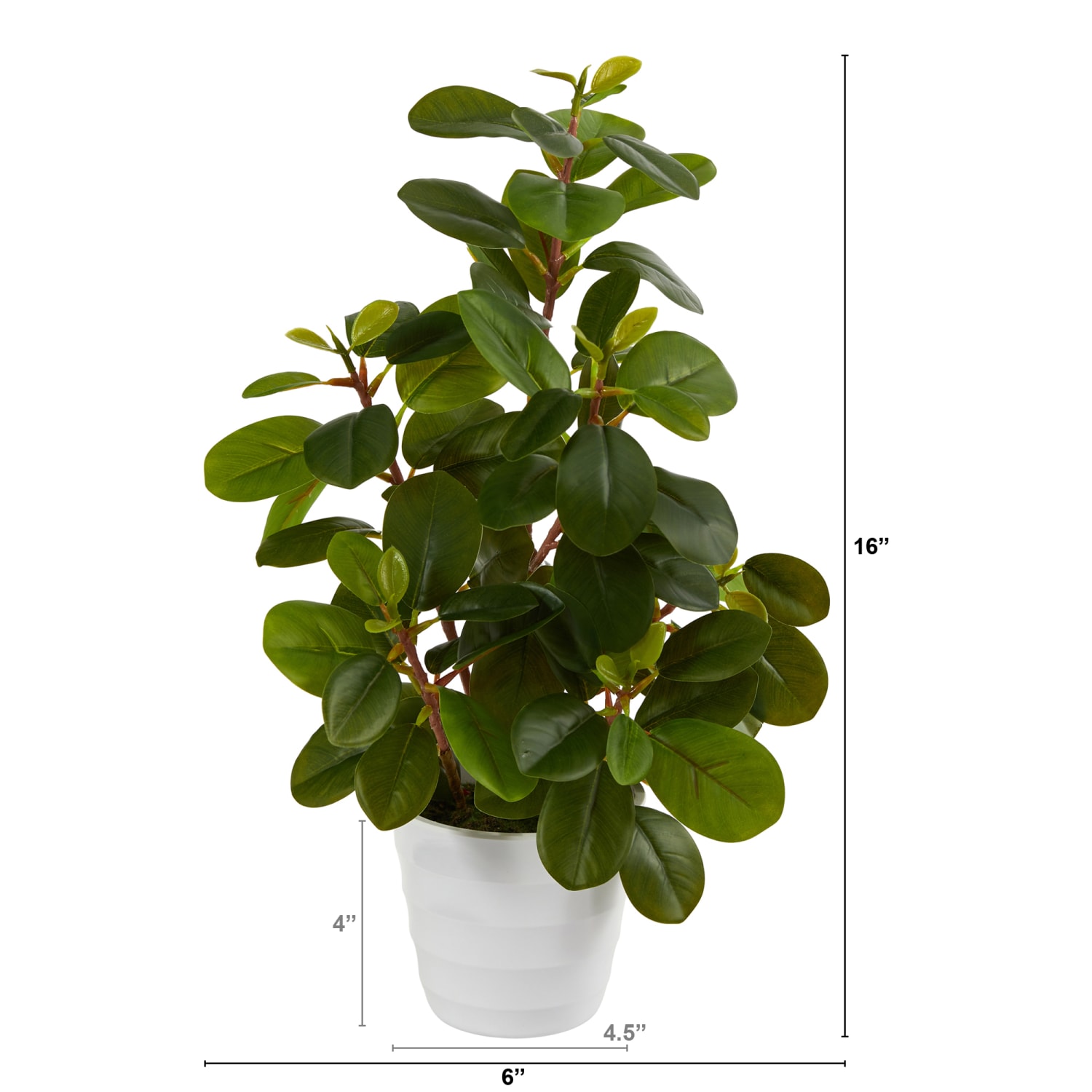 Nearly Natural Peperomia 16inH Artificial Plant With Decorative Planter, 16inH x 6inW x 6inD, Green/White - Image 3