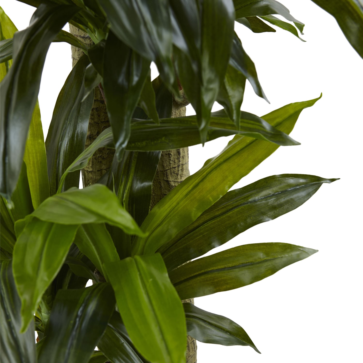 Nearly Natural 5-1/2ftH Polyethylene Cornstalk Dracaena Plant With Clay Planter, Black Wash/Green - Image 4