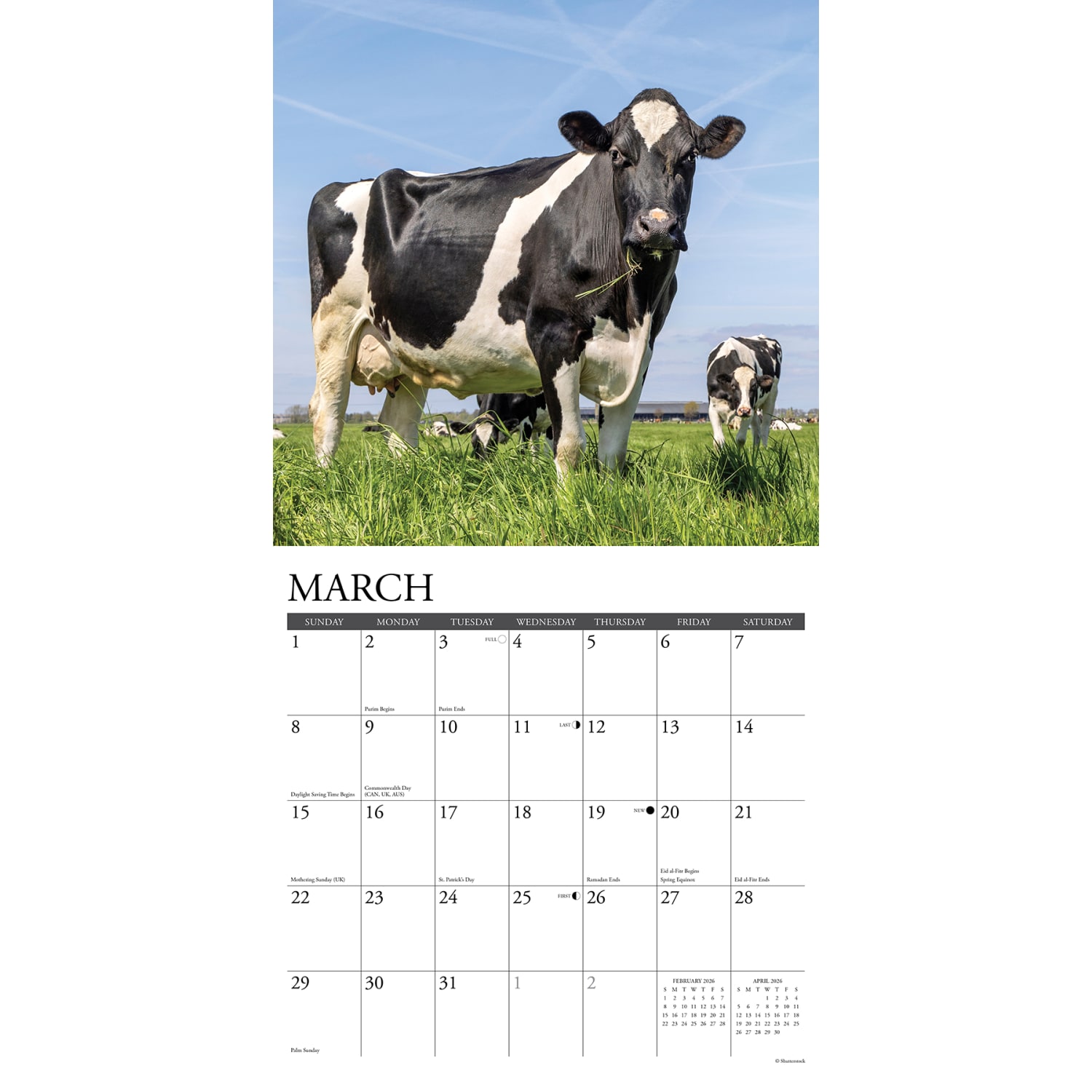 2026 Willow Creek Press Animals Monthly Wall Calendar, 12in x 12in, Cows, January To December, 50903 - Image 3
