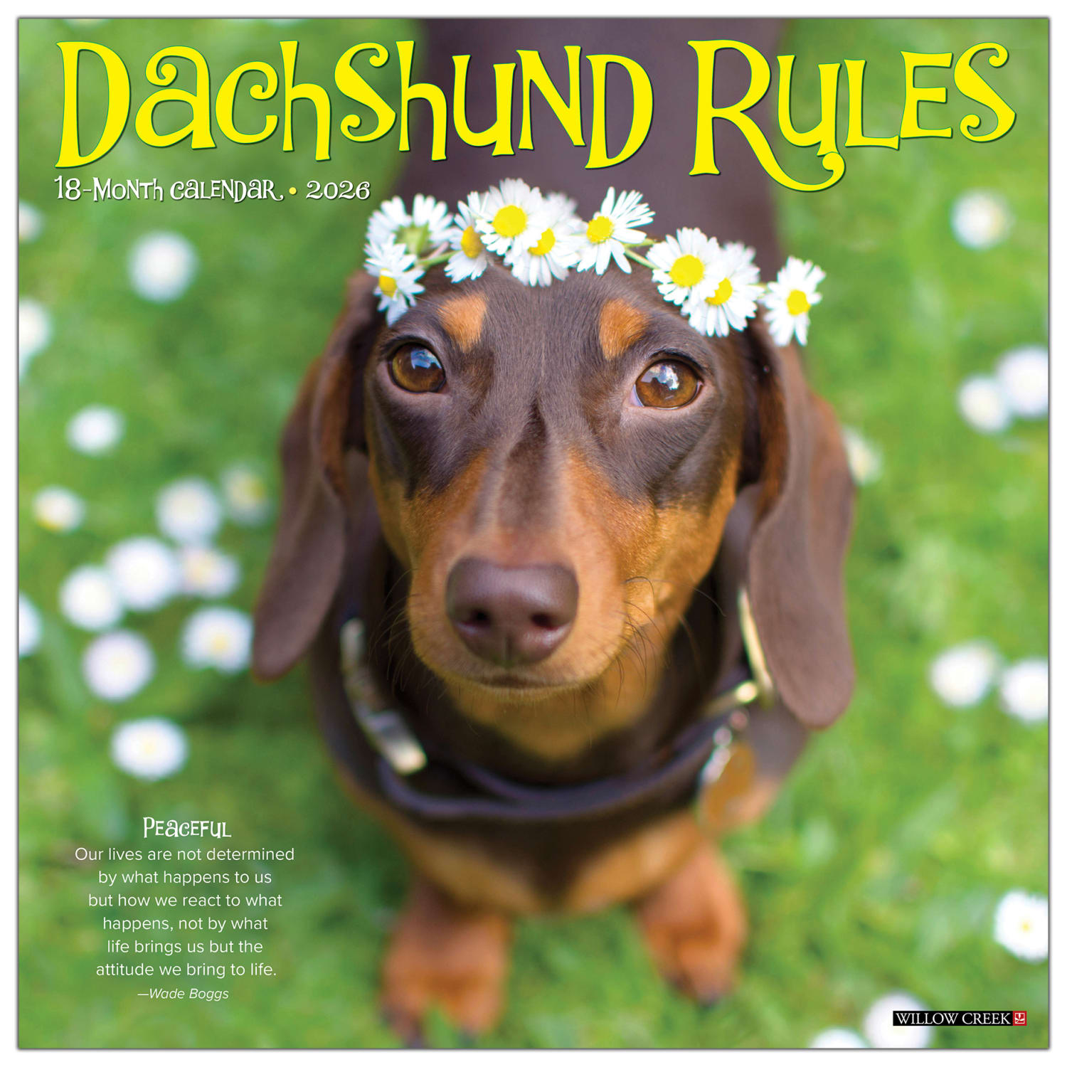2026 Willow Creek Press Animals Monthly Wall Calendar, 12in x 12in, Dachshund Rules, January To December, 50934