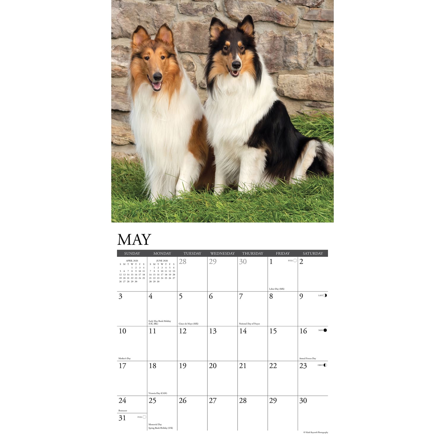 2026 Willow Creek Press Animals Monthly Wall Calendar, 12in x 12in, Collies, January To December, 50804 - Image 3