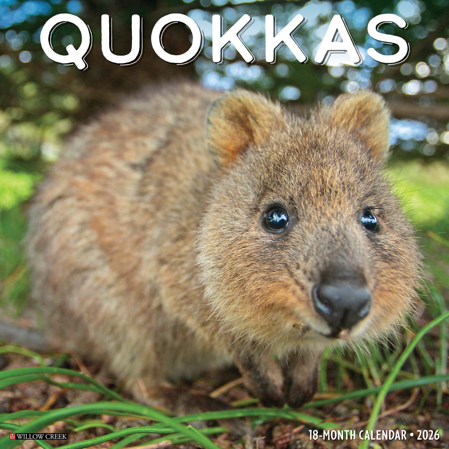 2026 Willow Creek Press Animals Monthly Wall Calendar, 12in x 12in, Quokkas, January To December, 52532