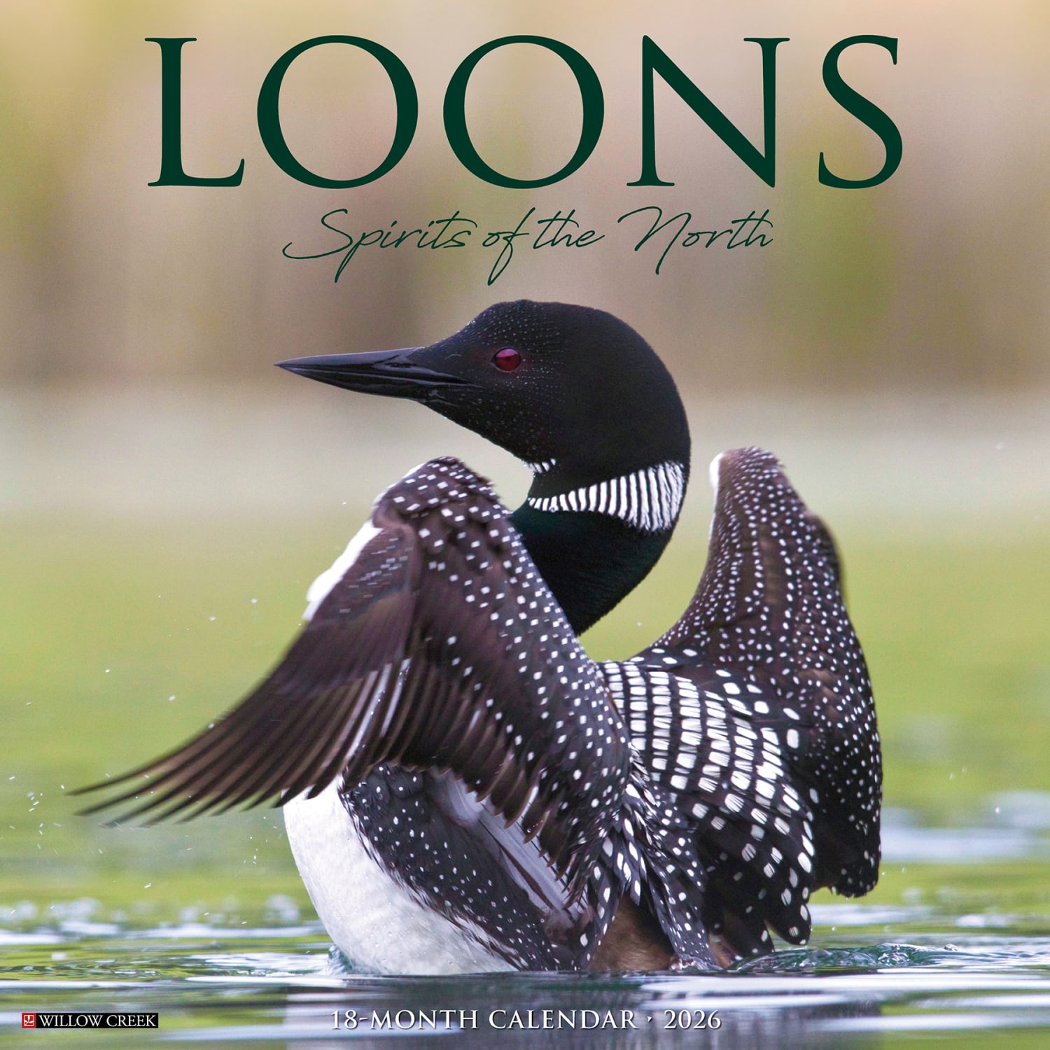 2026 Willow Creek Press Animals Monthly Wall Calendar, 12in x 12in, Loons, January To December, 51832