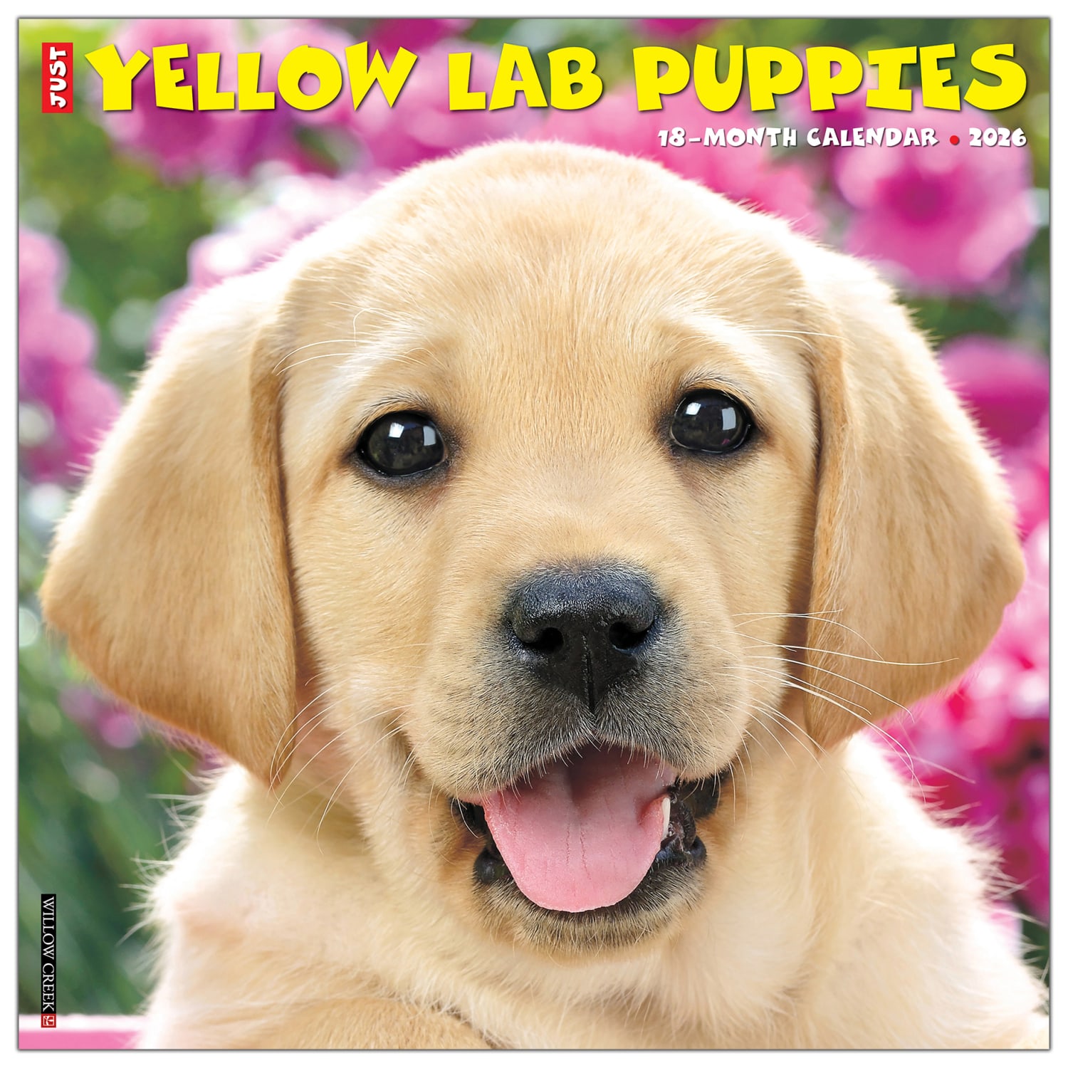 2026 Willow Creek Press Animals Monthly Wall Calendar, 12in x 12in, Yellow Lab Puppies, January To December, 53348