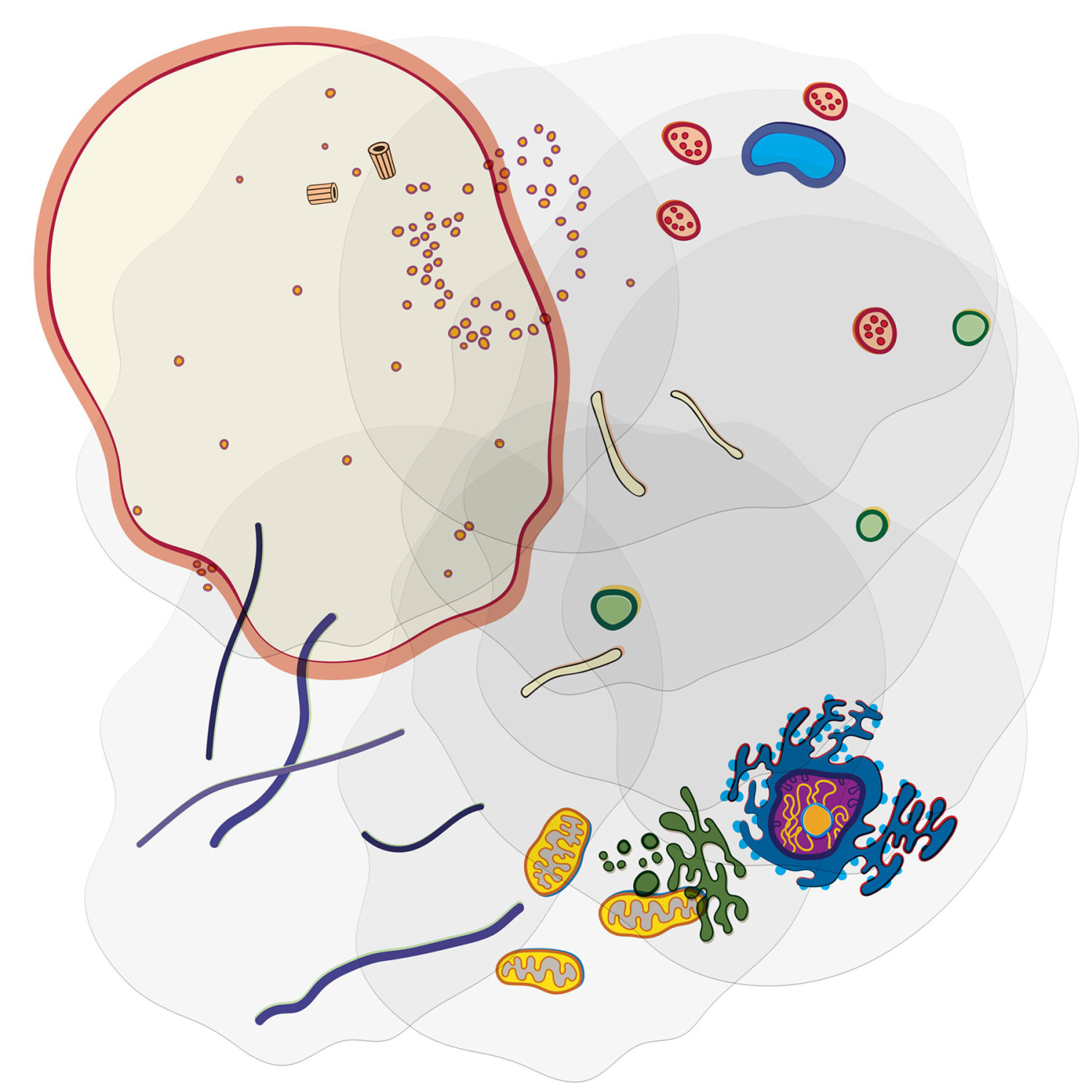 Roylco See-Through Cell Builder, Animal - Image 3