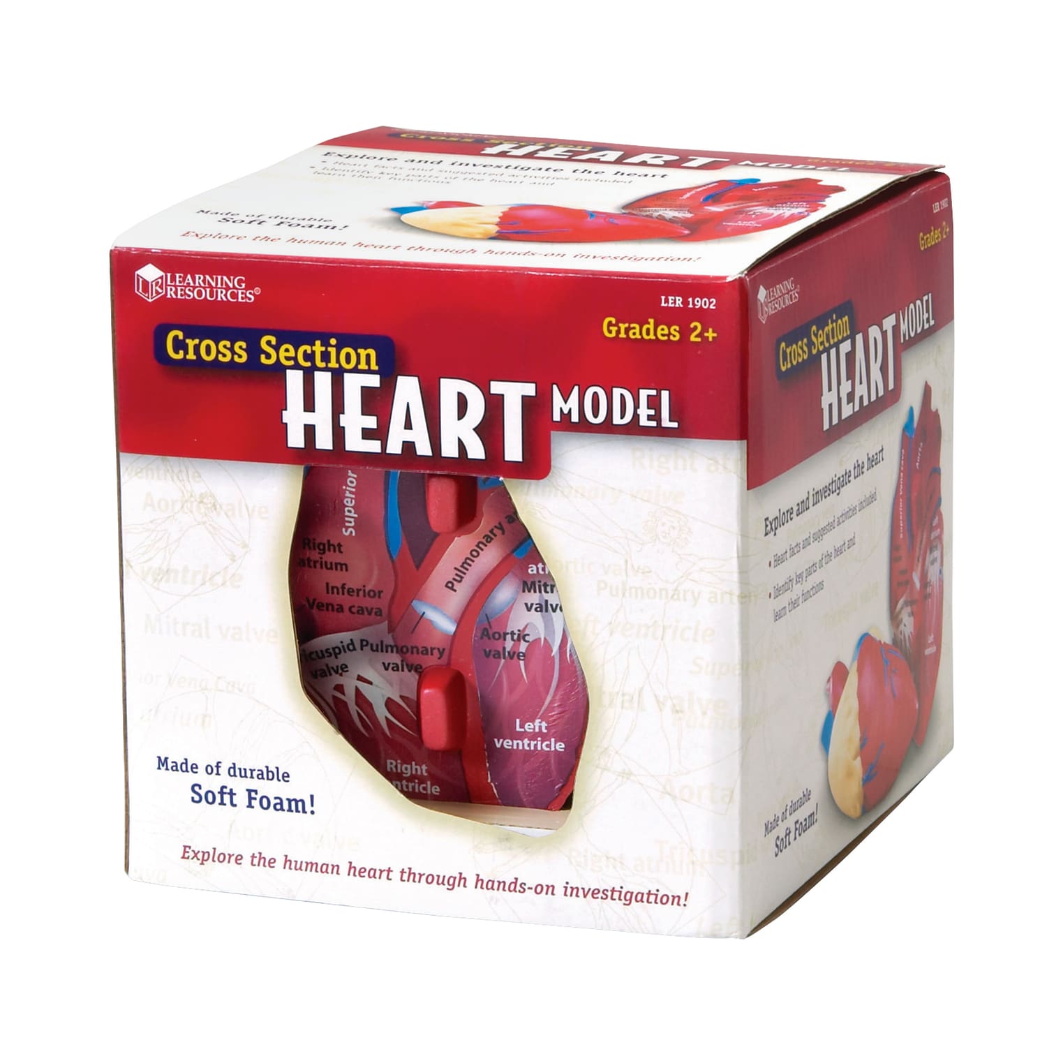 Learning Resources Human Heart Cross Section Model, 5 1/2in x 6in, Grades 6 - 12