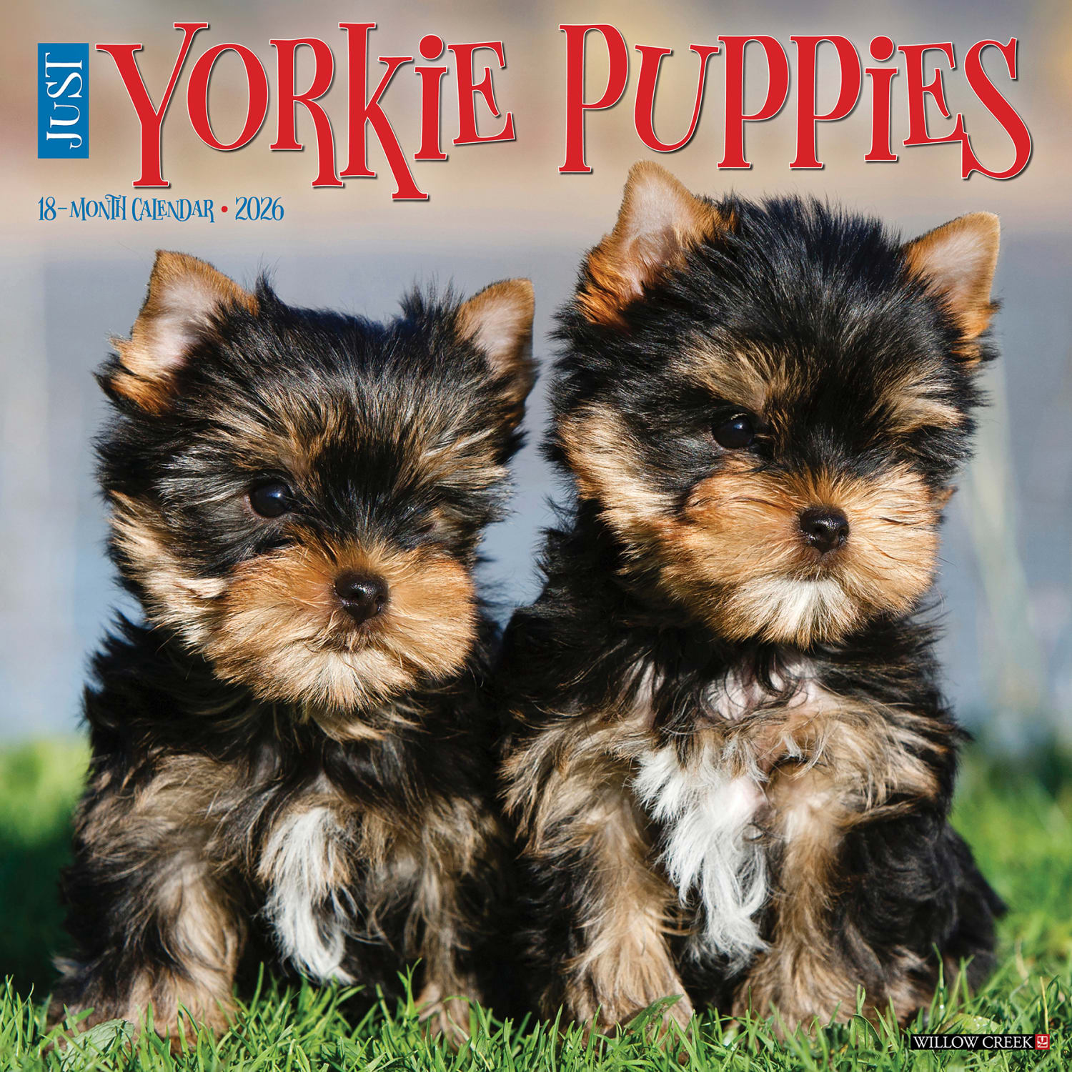 2026 Willow Creek Press Animals Monthly Wall Calendar, 12in x 12in, Yorkie Puppies, January To December, 53362