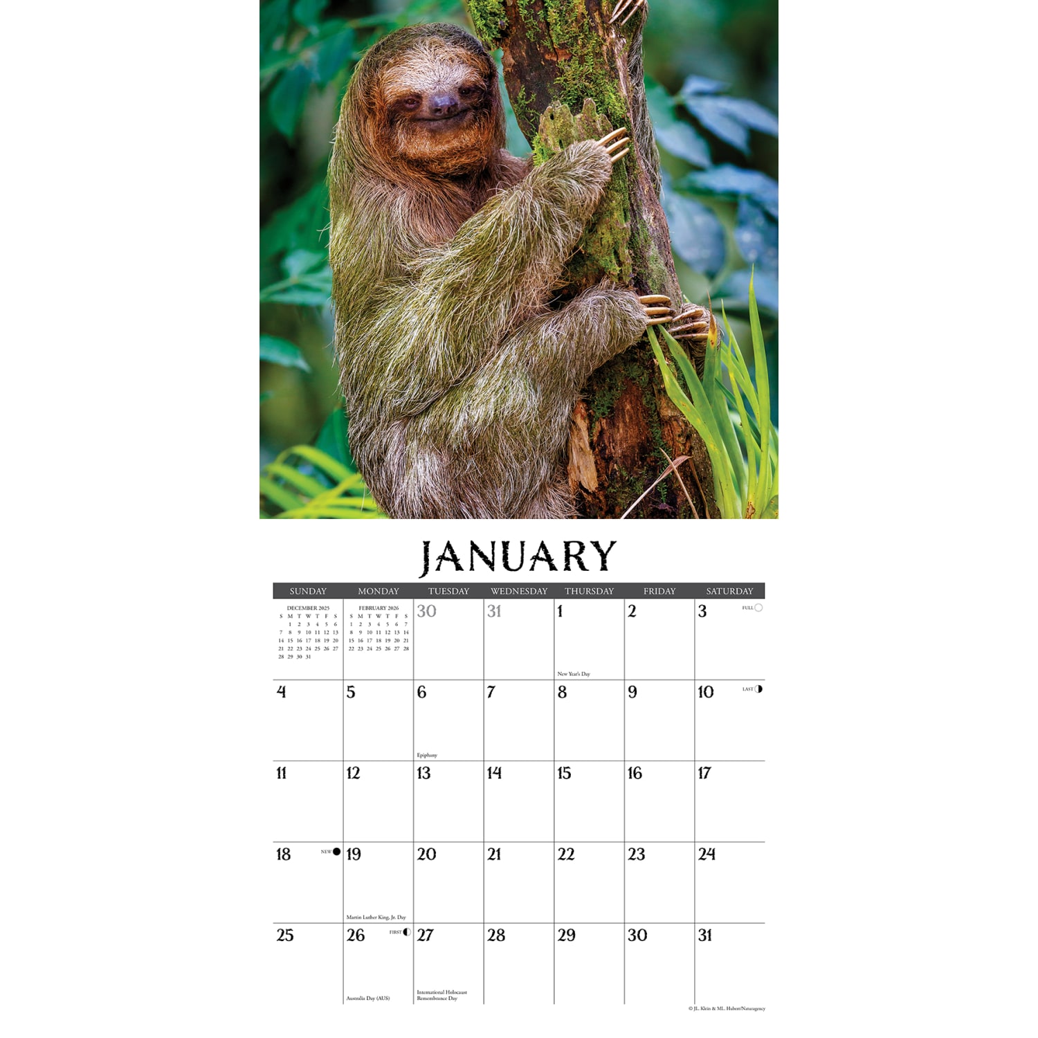 2026 Willow Creek Press Animals Monthly Wall Calendar, 12in x 12in, Sloths, January To December, 52846 - Image 3
