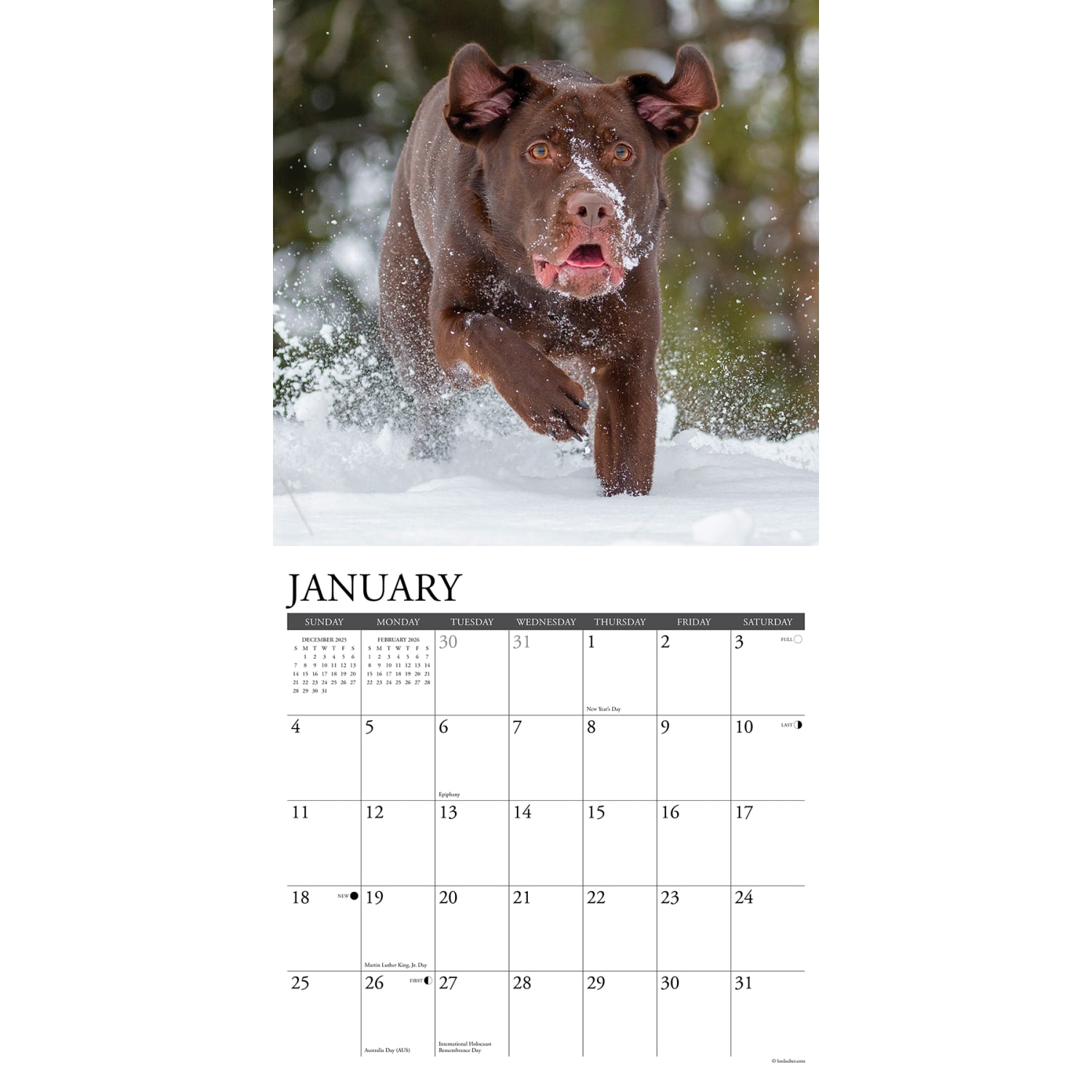 2026 Willow Creek Press Animals Monthly Wall Calendar, 12in x 12in, Labs, January To December, 51733 - Image 3