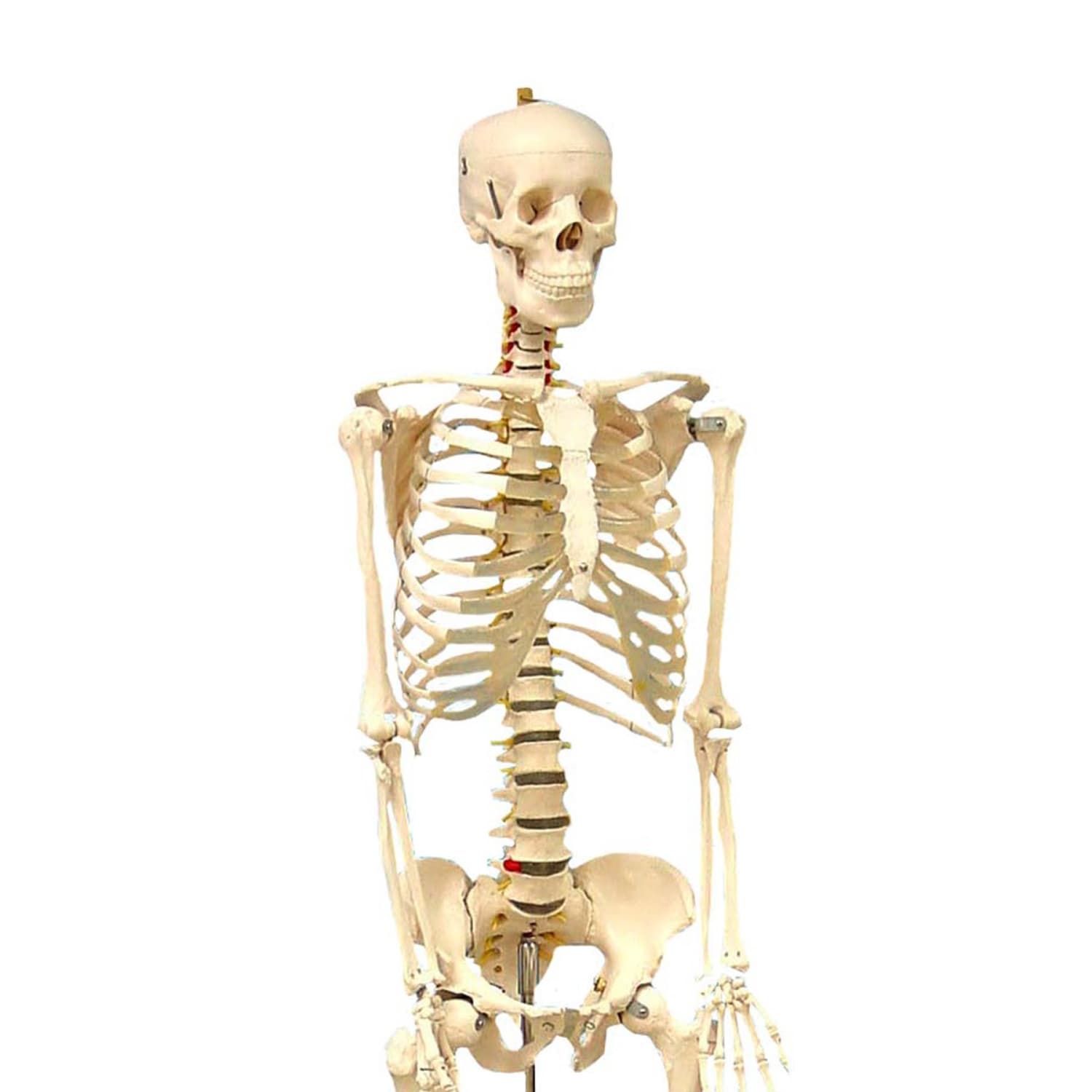 Supertek Life Size Human Skeleton Model with Key, Rod Mount - Image 3