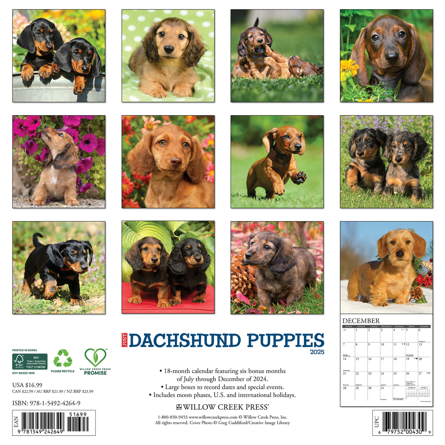 2025 Willow Creek Press Monthly Wall Calendar, 12in x 12in, Dachshund Puppies, January 2025 to December 2025, 42649 - Image 6